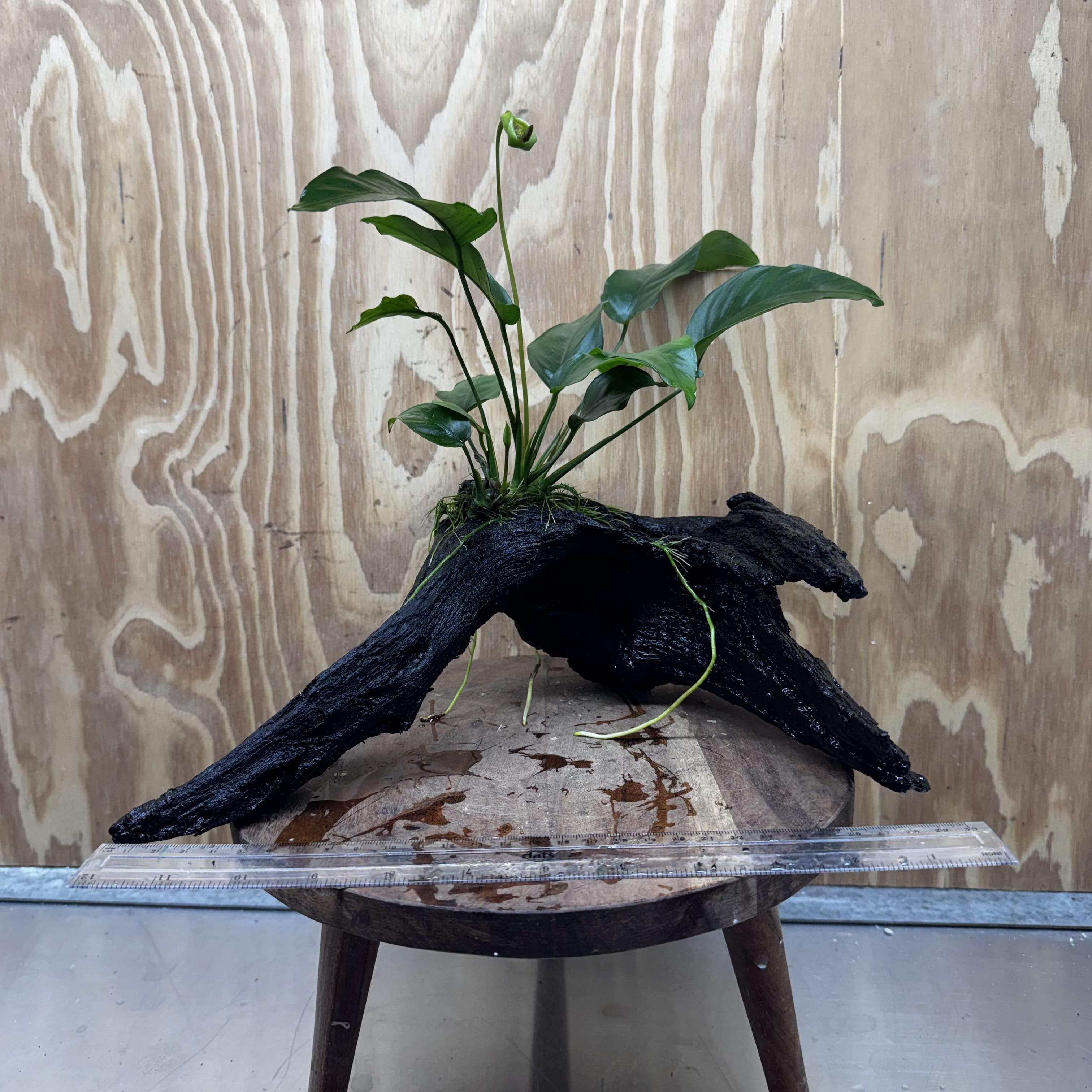 Pisces Enterprises Driftwood Creation Anubias Barteri Old-type on Large Driftwood Creation Anubias Barteri Old-type on Large Driftwood Aquarium Plants