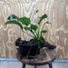 Pisces Enterprises Driftwood Creation Anubias Barteri Old-type on Large Driftwood Creation Anubias Barteri Old-type on Large Driftwood Aquarium Plants