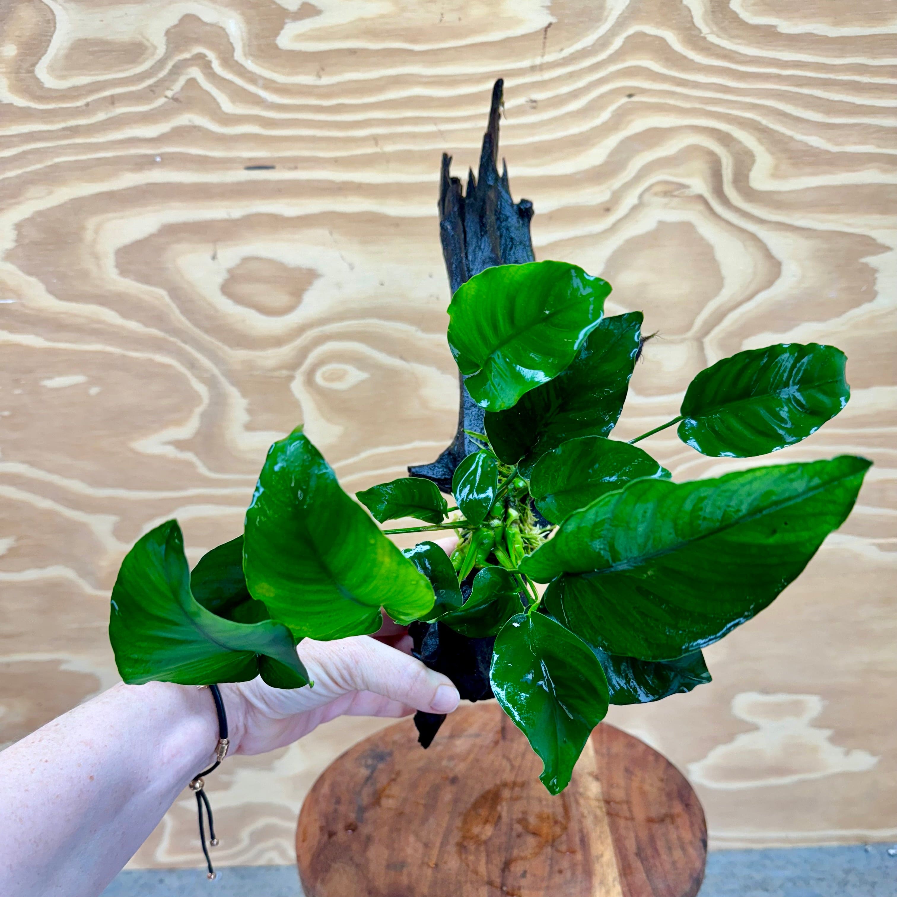 Pisces Enterprises Driftwood Creation Anubias Barteri Old-type on Medium Driftwood Creation Anubias Barteri Old-type on Medium Driftwood Aquarium Plants