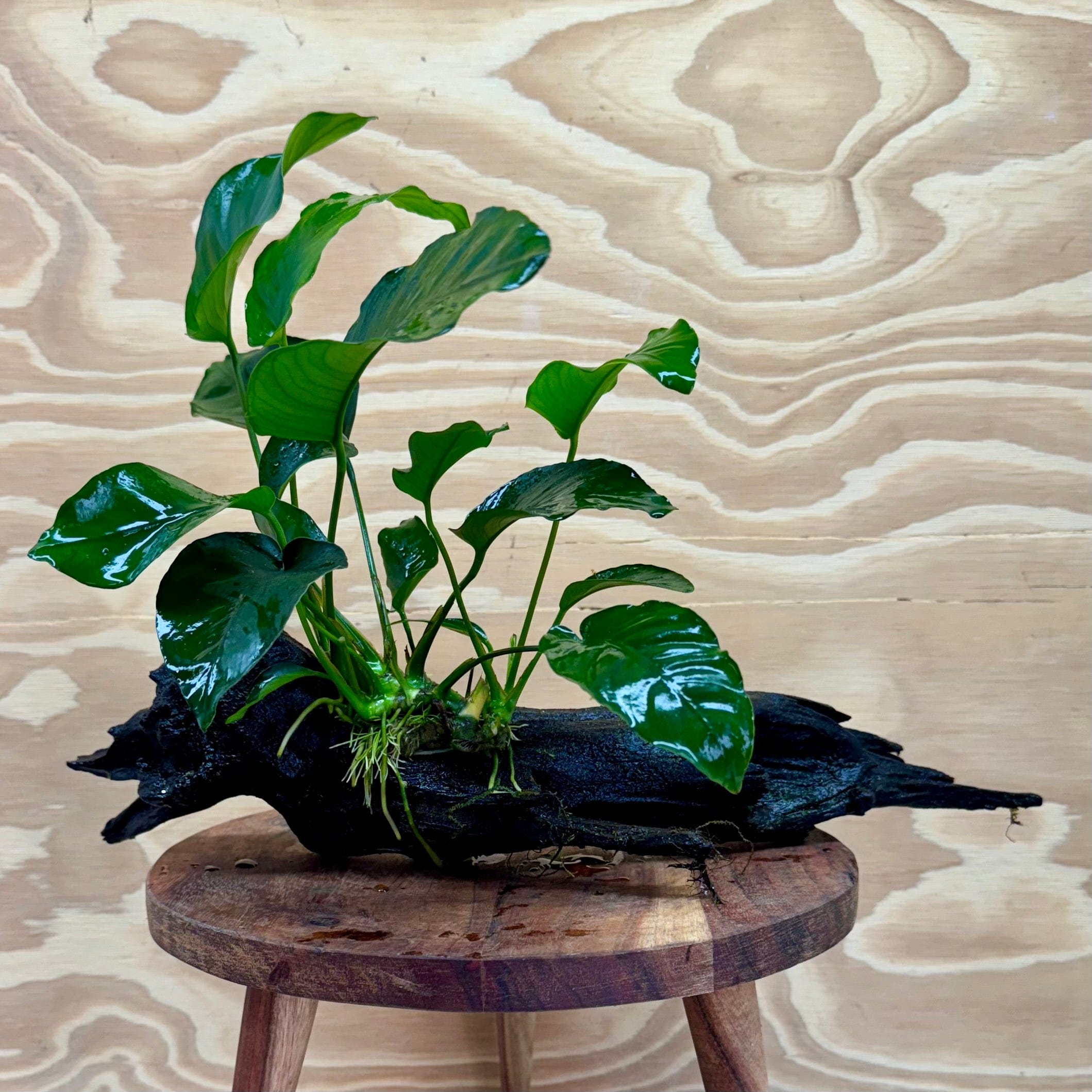 Pisces Enterprises Driftwood Creation Anubias Barteri Old-type on Medium Driftwood Creation Anubias Barteri Old-type on Medium Driftwood Aquarium Plants