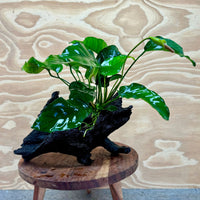 Pisces Enterprises Driftwood Creation Anubias Barteri Old-type on Medium Driftwood Creation Anubias Barteri Old-type on Medium Driftwood Aquarium Plants
