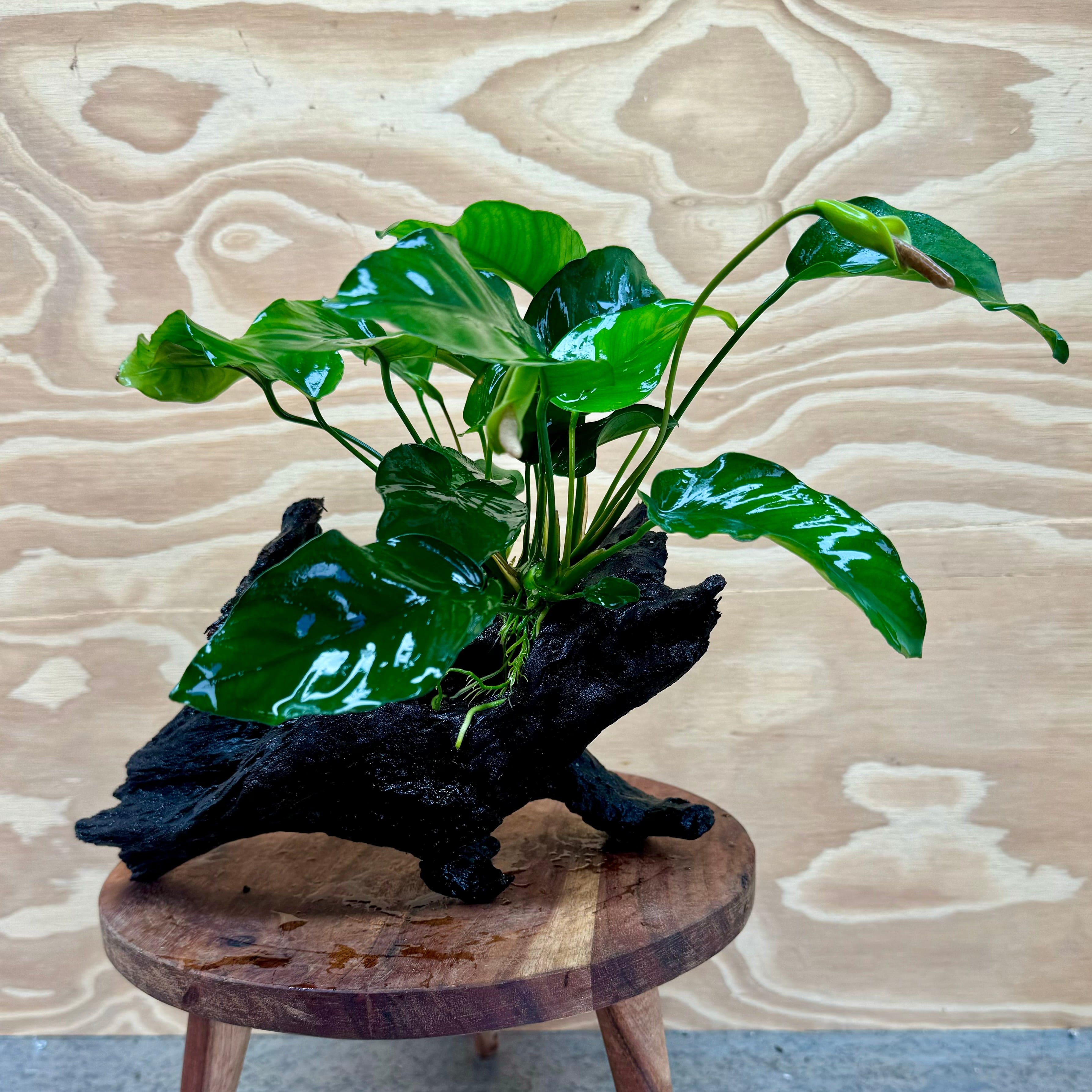 Pisces Enterprises Driftwood Creation Anubias Barteri Old-type on Medium Driftwood Creation Anubias Barteri Old-type on Medium Driftwood Aquarium Plants