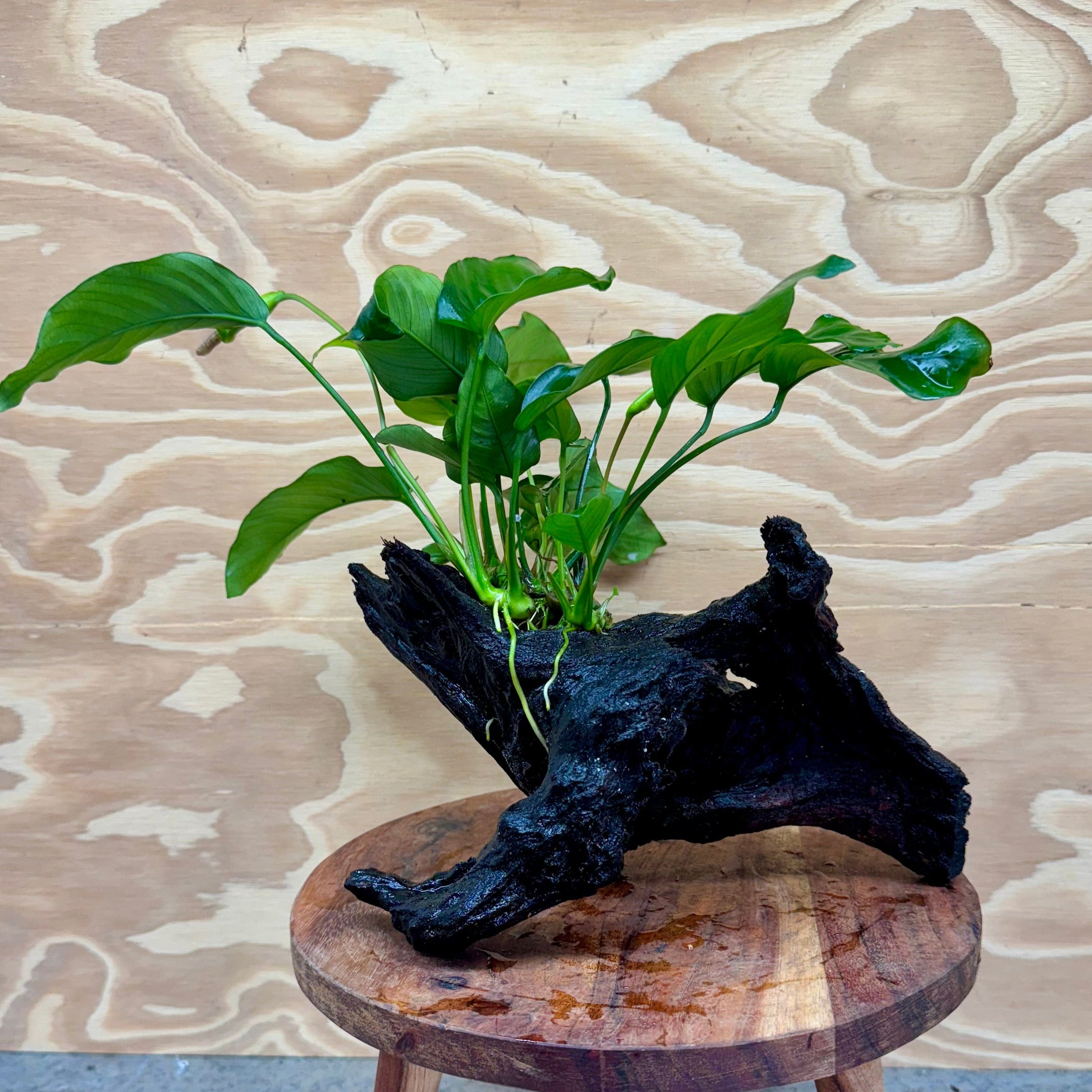 Pisces Enterprises Driftwood Creation Anubias Barteri Old-type on Medium Driftwood Creation Anubias Barteri Old-type on Medium Driftwood Aquarium Plants