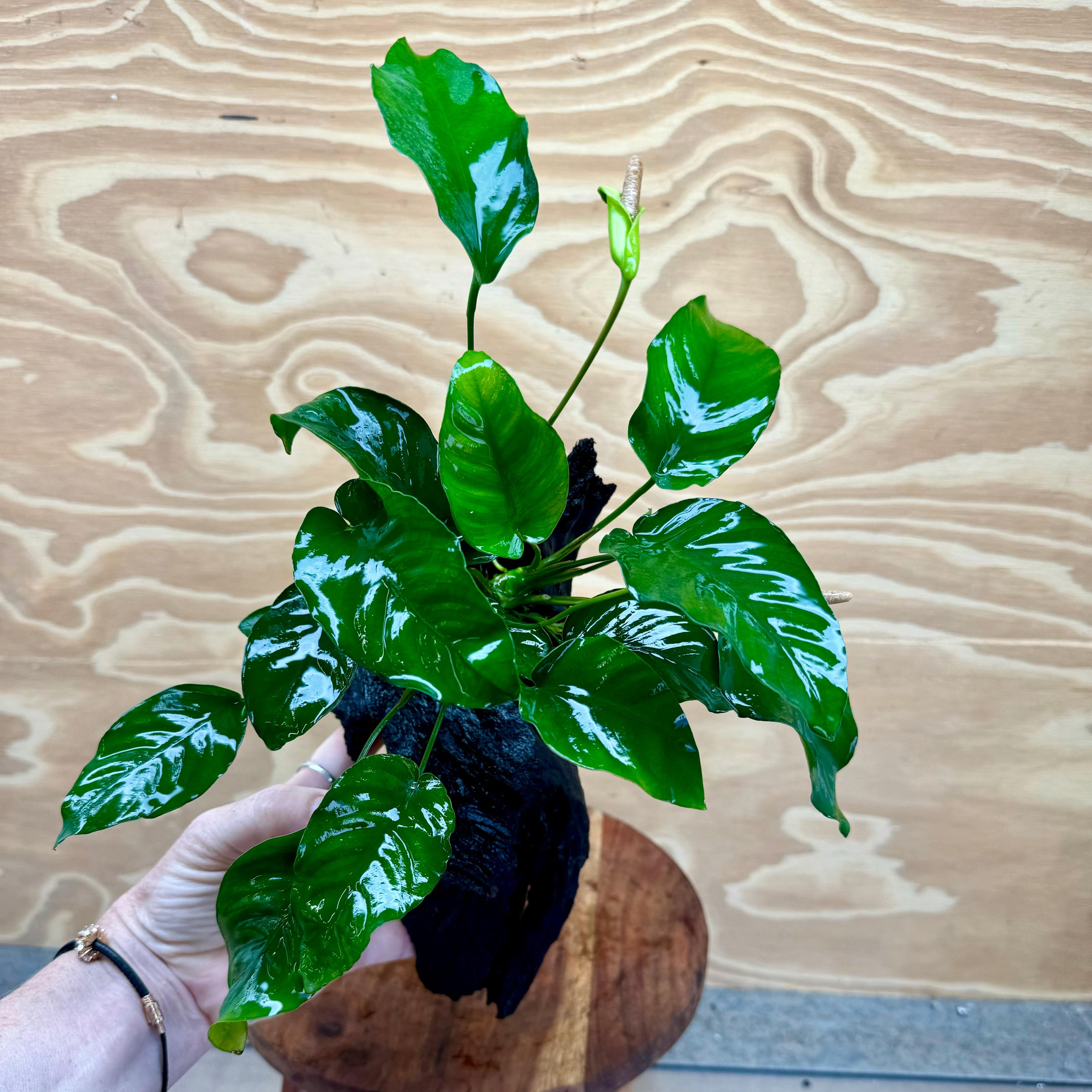 Pisces Enterprises Driftwood Creation Anubias Barteri Old-type on Medium Driftwood Creation Anubias Barteri Old-type on Medium Driftwood Aquarium Plants