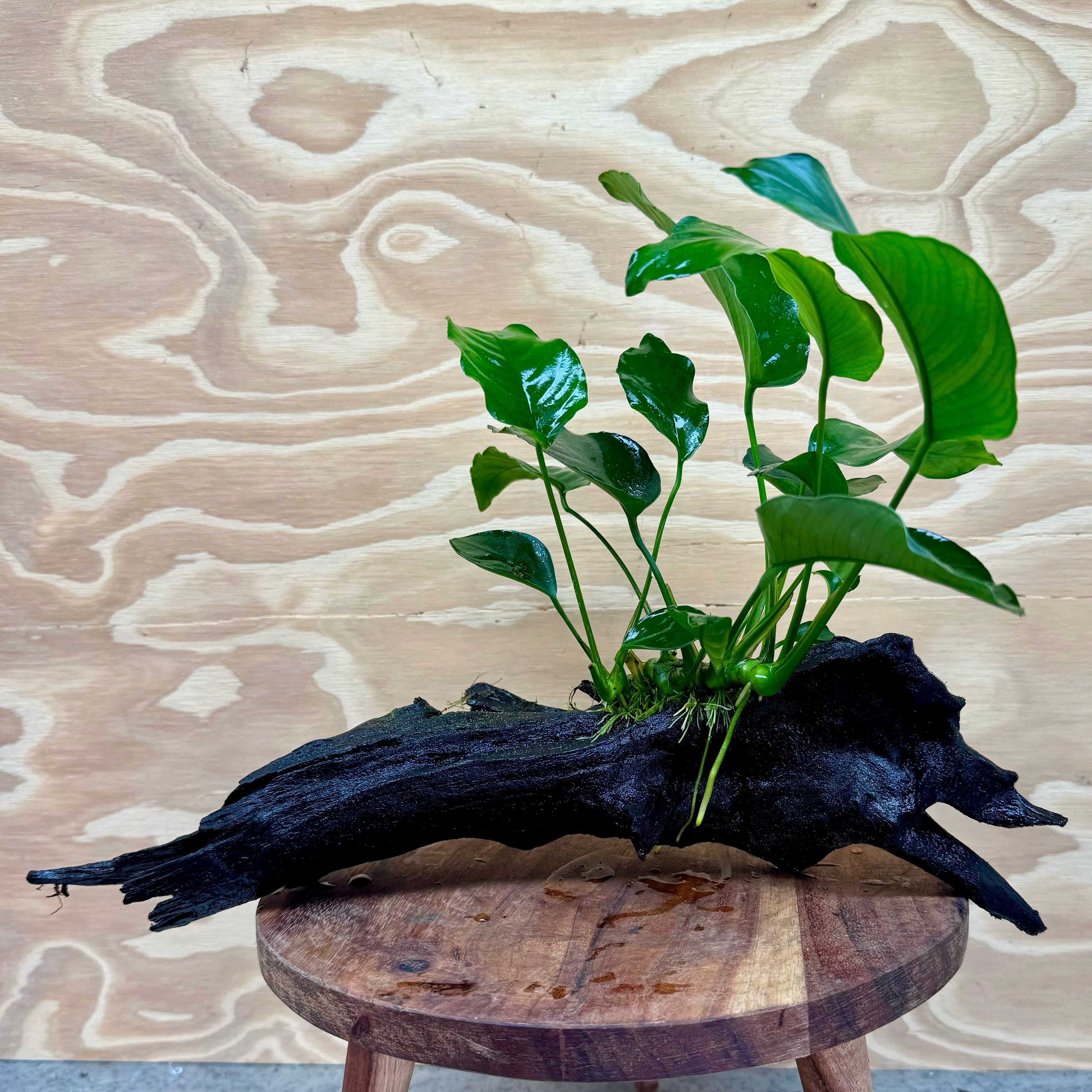 Pisces Enterprises Driftwood Creation Anubias Barteri Old-type on Medium Driftwood Creation Anubias Barteri Old-type on Medium Driftwood Aquarium Plants