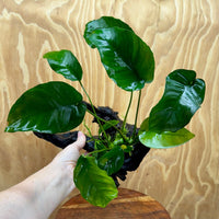 Pisces Enterprises Driftwood Creation Anubias Barteri Old-type on Medium Driftwood Creation Shop for Anubias Barteri Old-type on Medium Driftwood Aquarium Plants