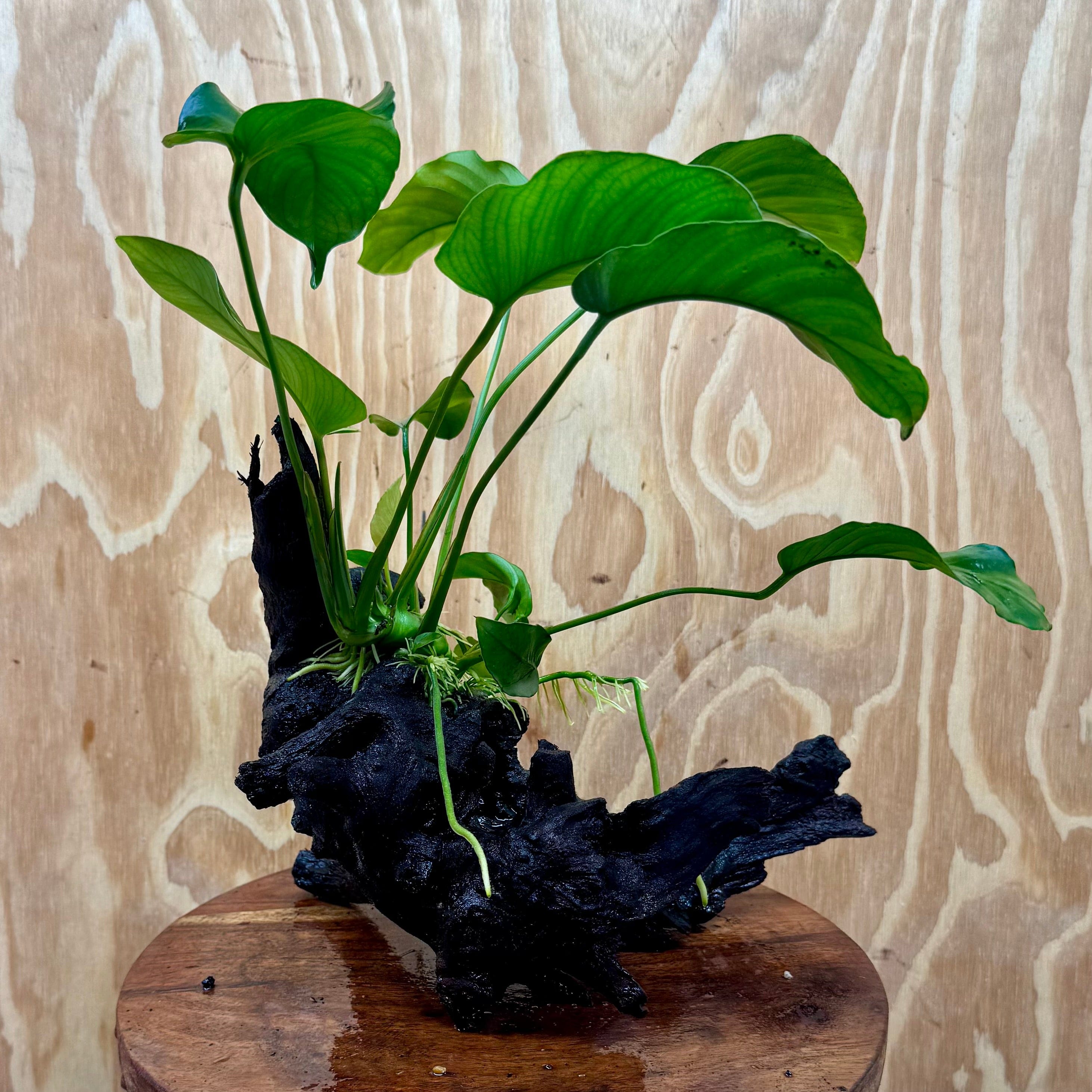 Pisces Enterprises Driftwood Creation Anubias Barteri Old-type on Medium Driftwood Creation Shop for Anubias Barteri Old-type on Medium Driftwood Aquarium Plants