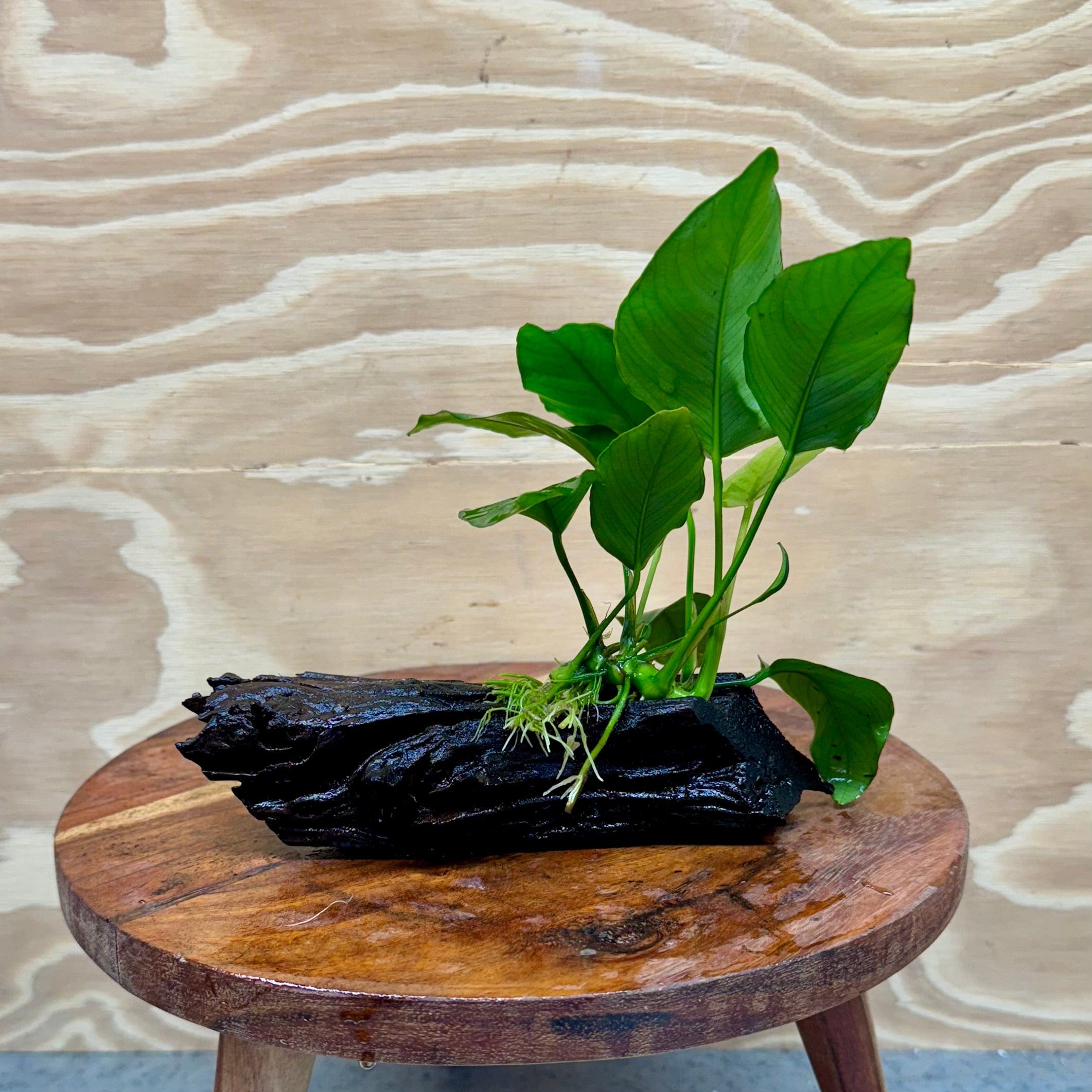 Pisces Enterprises Driftwood Creation Anubias Barteri Old-type on Mini Driftwood Creation Anubias Barteri Old-type on Mini Driftwood - Aquarium Plants