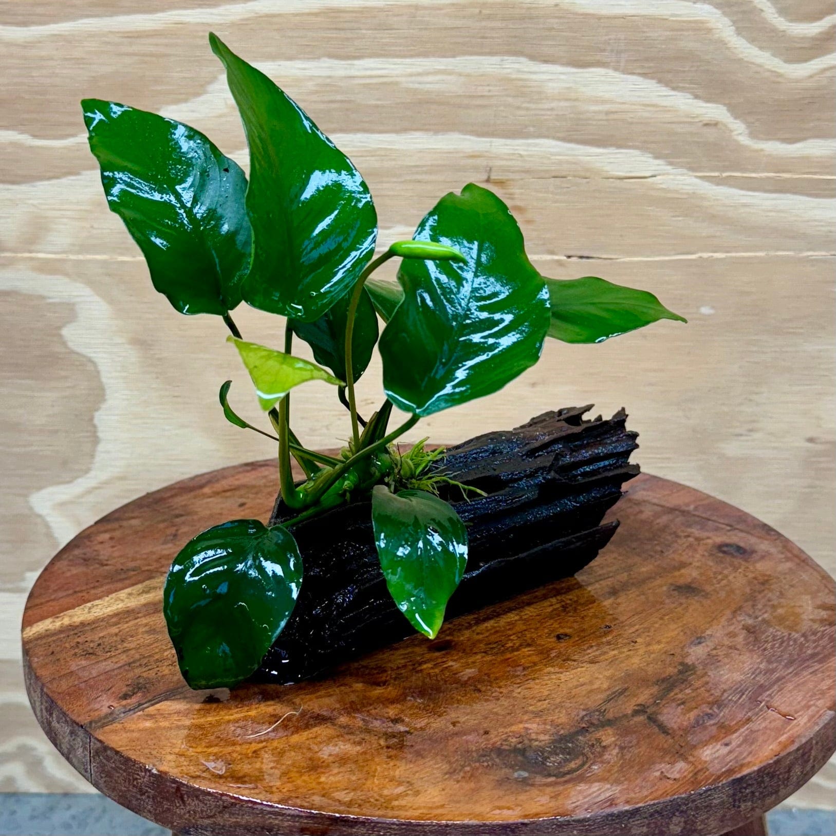 Pisces Enterprises Driftwood Creation Anubias Barteri Old-type on Mini Driftwood Creation Anubias Barteri Old-type on Mini Driftwood - Aquarium Plants