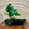 Pisces Enterprises Driftwood Creation Anubias Barteri Old-type on Mini Driftwood Creation Anubias Barteri Old-type on Mini Driftwood - Aquarium Plants