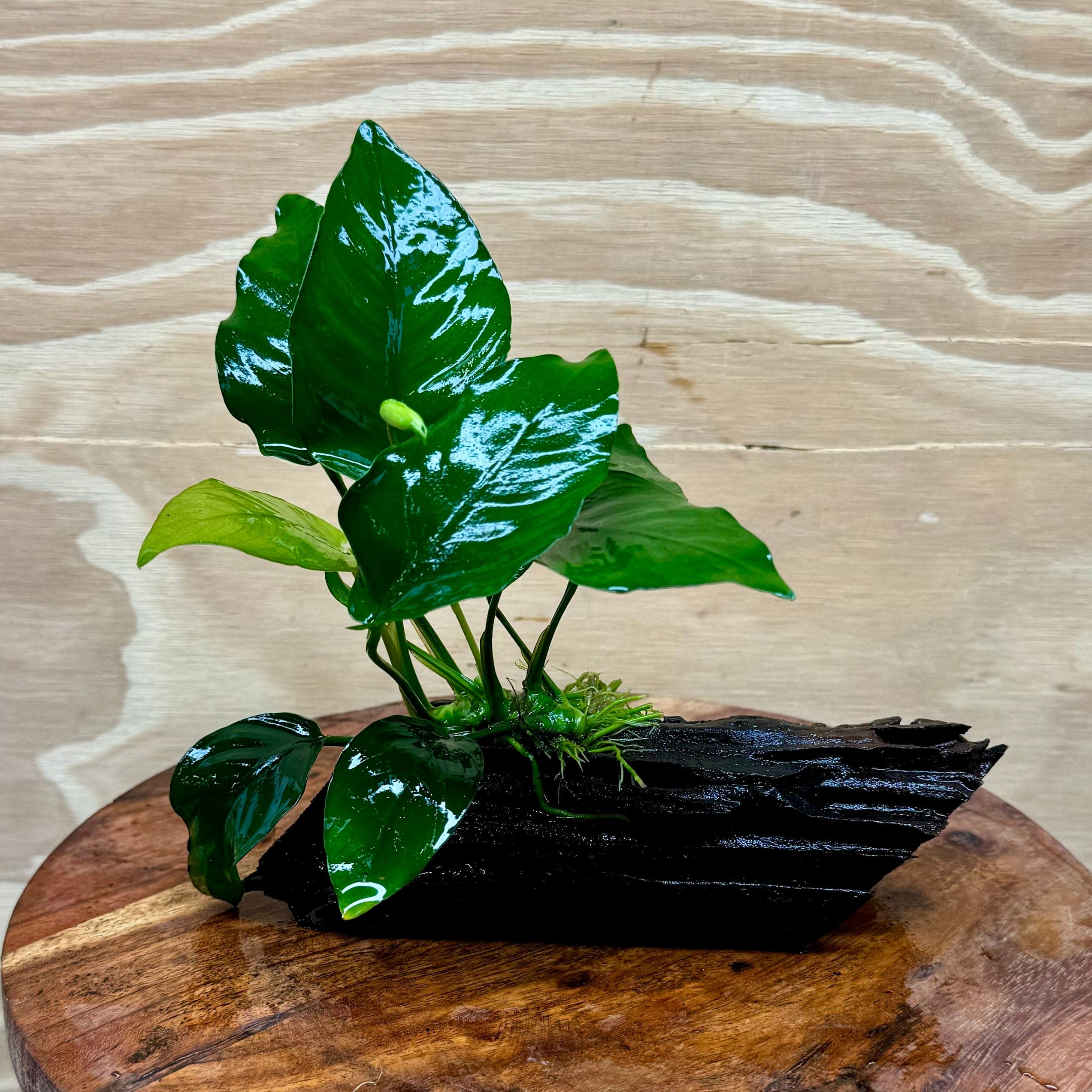 Pisces Enterprises Driftwood Creation Anubias Barteri Old-type on Mini Driftwood Creation Anubias Barteri Old-type on Mini Driftwood - Aquarium Plants