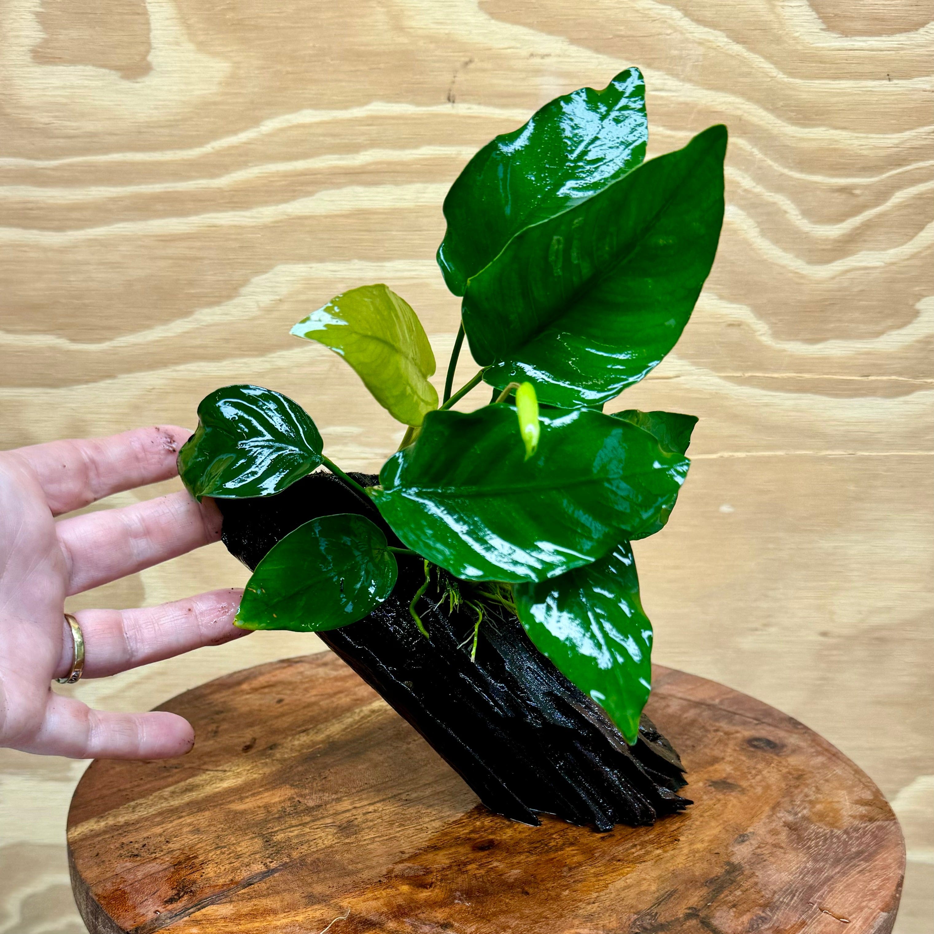 Pisces Enterprises Driftwood Creation Anubias Barteri Old-type on Mini Driftwood Creation Anubias Barteri Old-type on Mini Driftwood - Aquarium Plants