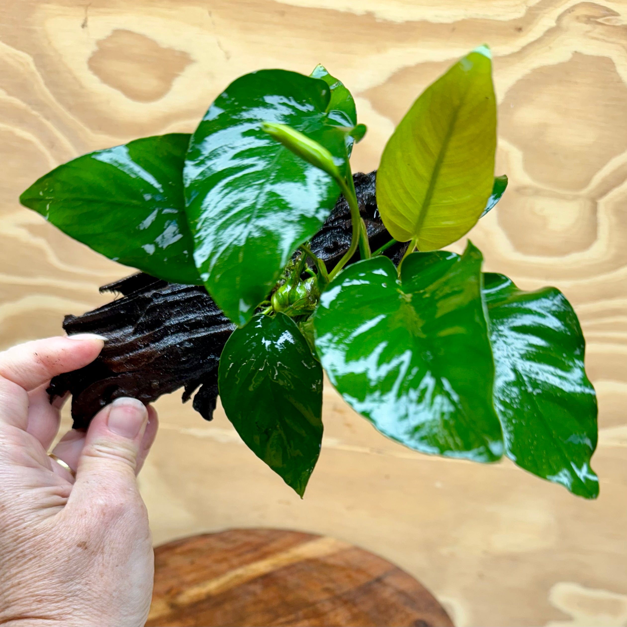 Pisces Enterprises Driftwood Creation Anubias Barteri Old-type on Mini Driftwood Creation Anubias Barteri Old-type on Mini Driftwood - Aquarium Plants