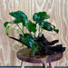 Pisces Enterprises Driftwood Creation Anubias Barteri on Large Driftwood Creation Anubias Barteri on Large Driftwood Aquarium Plants Australia