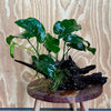 Pisces Enterprises Driftwood Creation Anubias Barteri on Large Driftwood Creation Anubias Barteri on Large Driftwood Aquarium Plants Australia