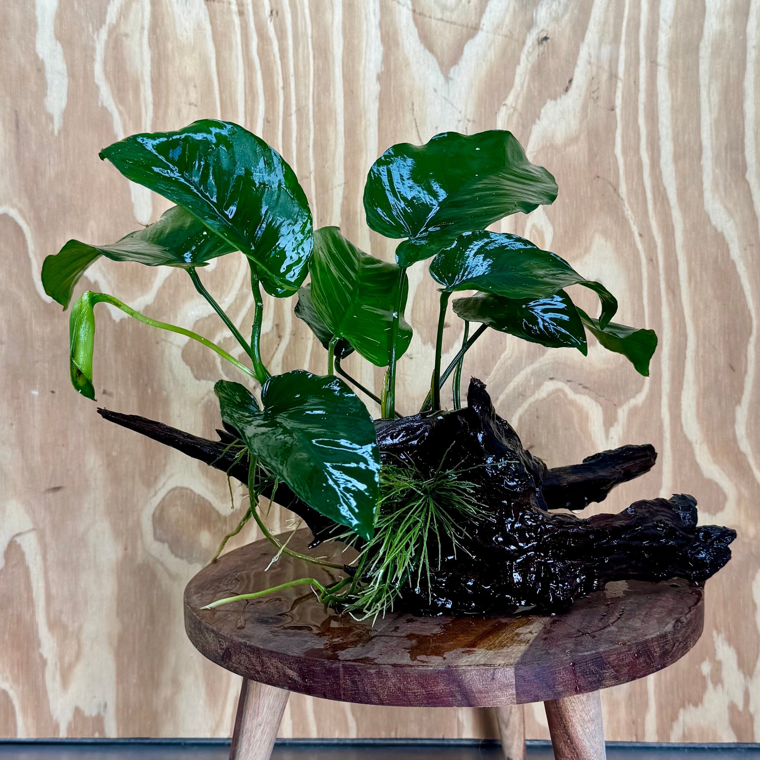 Pisces Enterprises Driftwood Creation Anubias Barteri on Large Driftwood Creation Anubias Barteri on Large Driftwood Aquarium Plants Australia