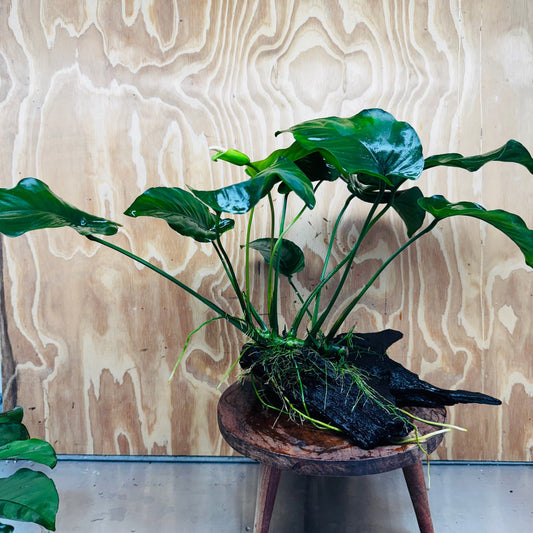 Pisces Enterprises Driftwood Creation Anubias Barteri on Large Driftwood Creation Anubias Barteri on Large Driftwood Aquarium Plants Australia Scapeshop