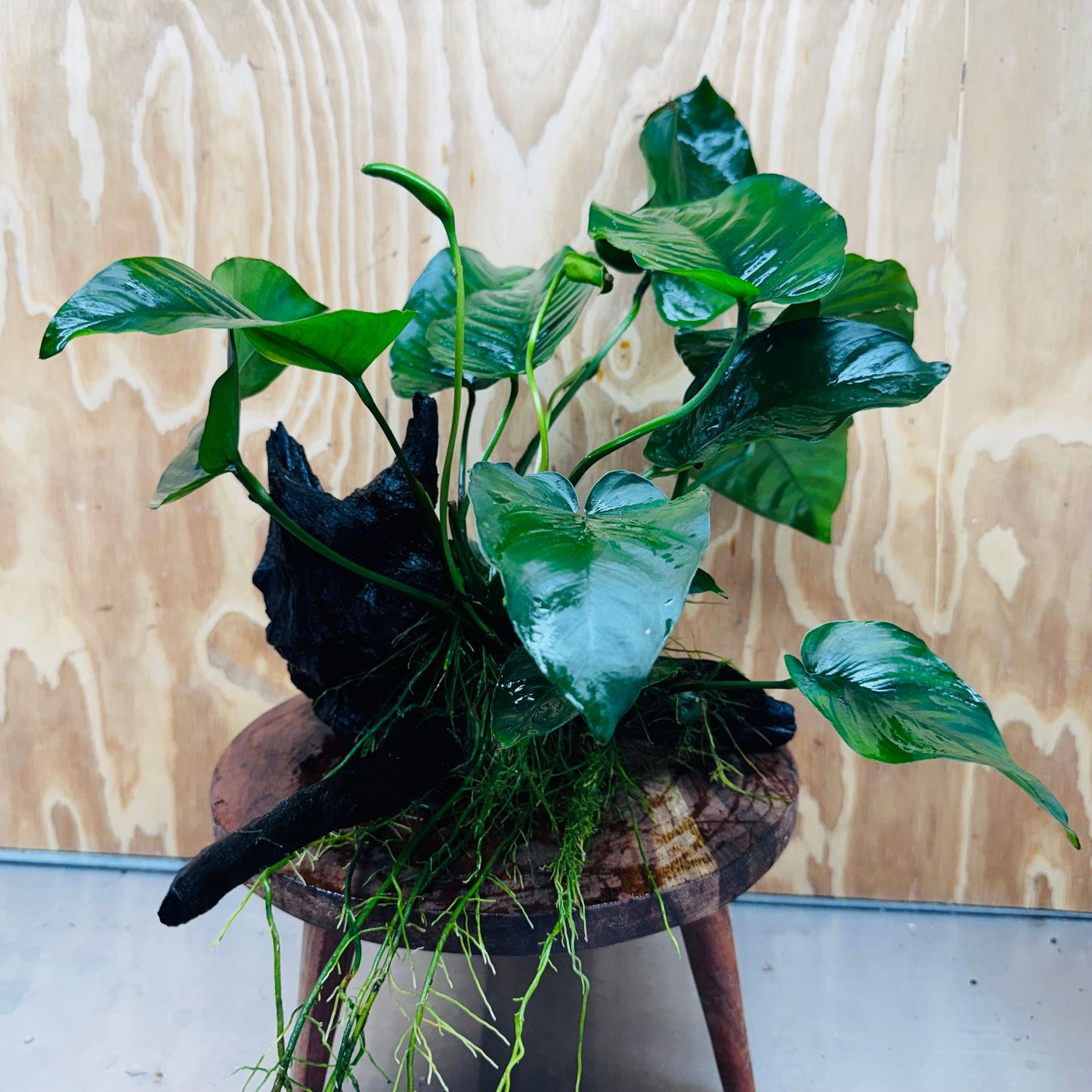 Pisces Enterprises Driftwood Creation Anubias Barteri on Large Driftwood Creation Anubias Barteri on Large Driftwood Aquarium Plants Australia Scapeshop