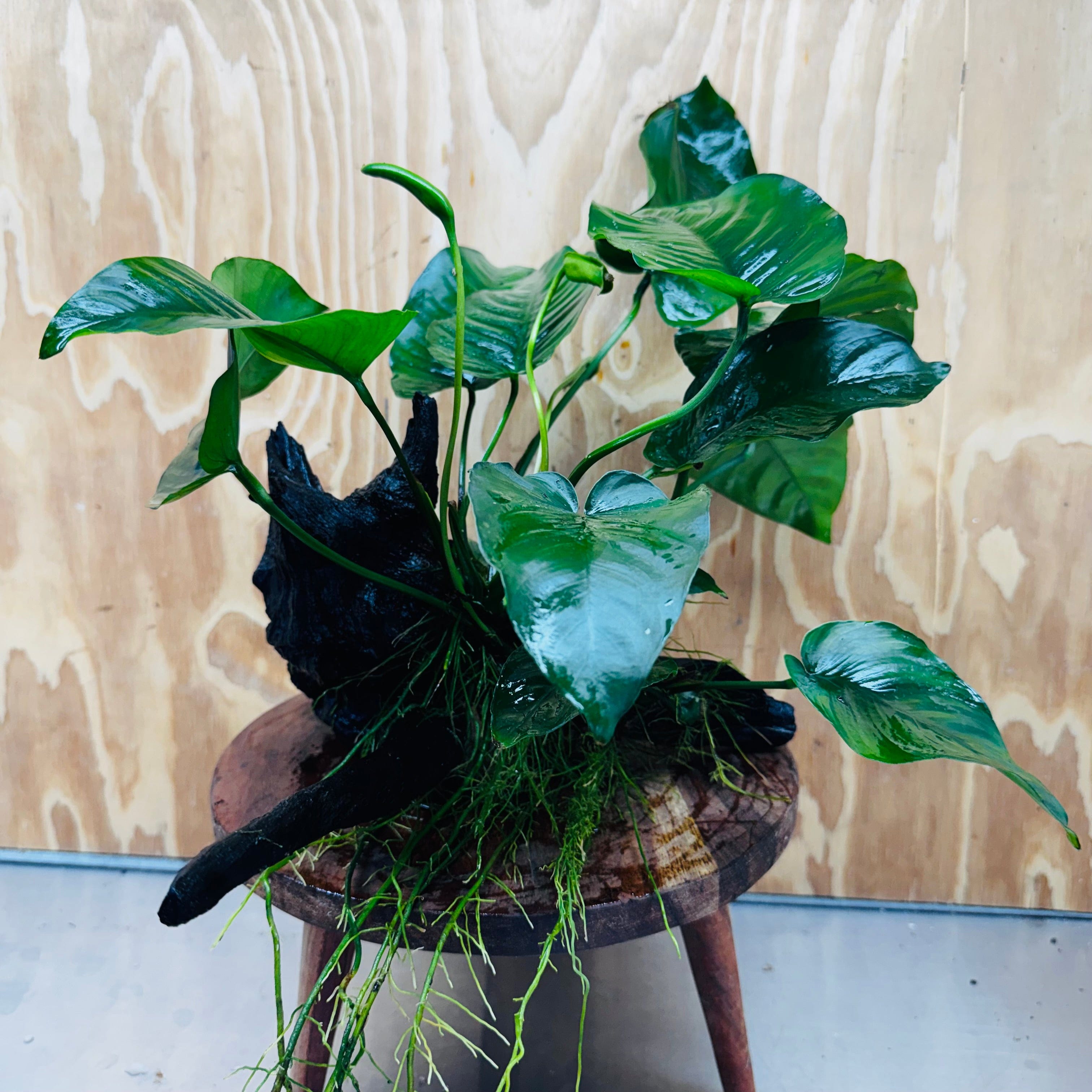 Pisces Enterprises Driftwood Creation Anubias Barteri on Large Driftwood Creation Anubias Barteri on Large Driftwood Aquarium Plants Australia Scapeshop