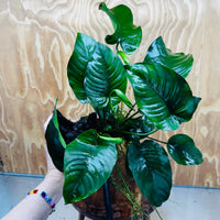 Pisces Enterprises Driftwood Creation Anubias Barteri on Large Driftwood Creation Anubias Barteri on Large Driftwood Aquarium Plants Australia Scapeshop