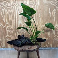 Pisces Enterprises Driftwood Creation Anubias Barteri on Large Driftwood Creation Anubias Barteri on Large Driftwood Aquarium Plants Australia Scapeshop