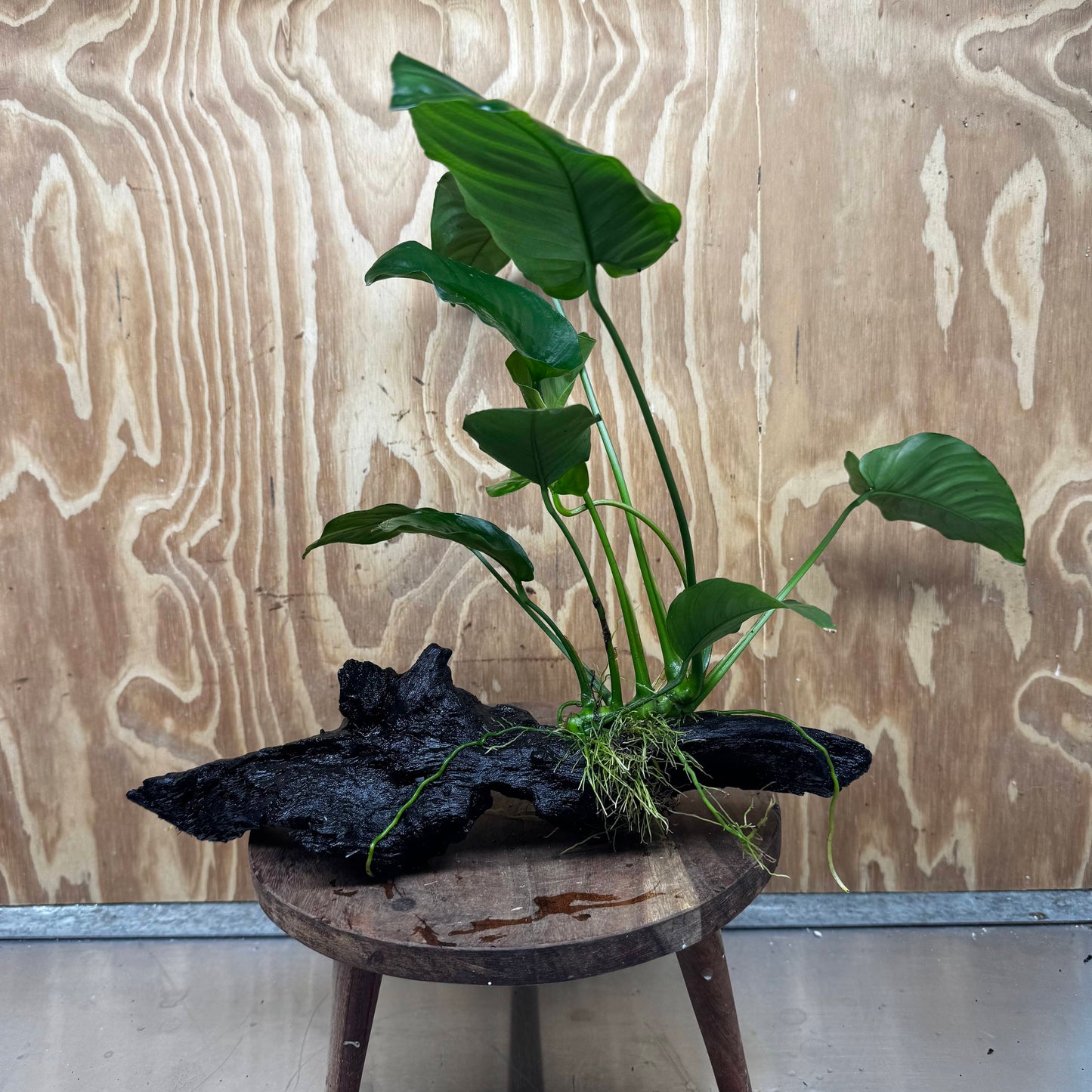 Pisces Enterprises Driftwood Creation Anubias Barteri on Large Driftwood Creation Anubias Barteri on Large Driftwood Aquarium Plants Australia Scapeshop