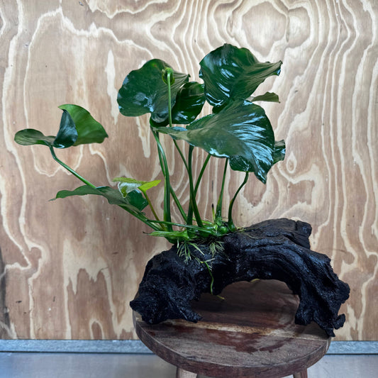 Pisces Enterprises Driftwood Creation Anubias Barteri on Large Driftwood Creation Anubias Barteri on Large Driftwood Aquarium Plants Australia Scapeshop