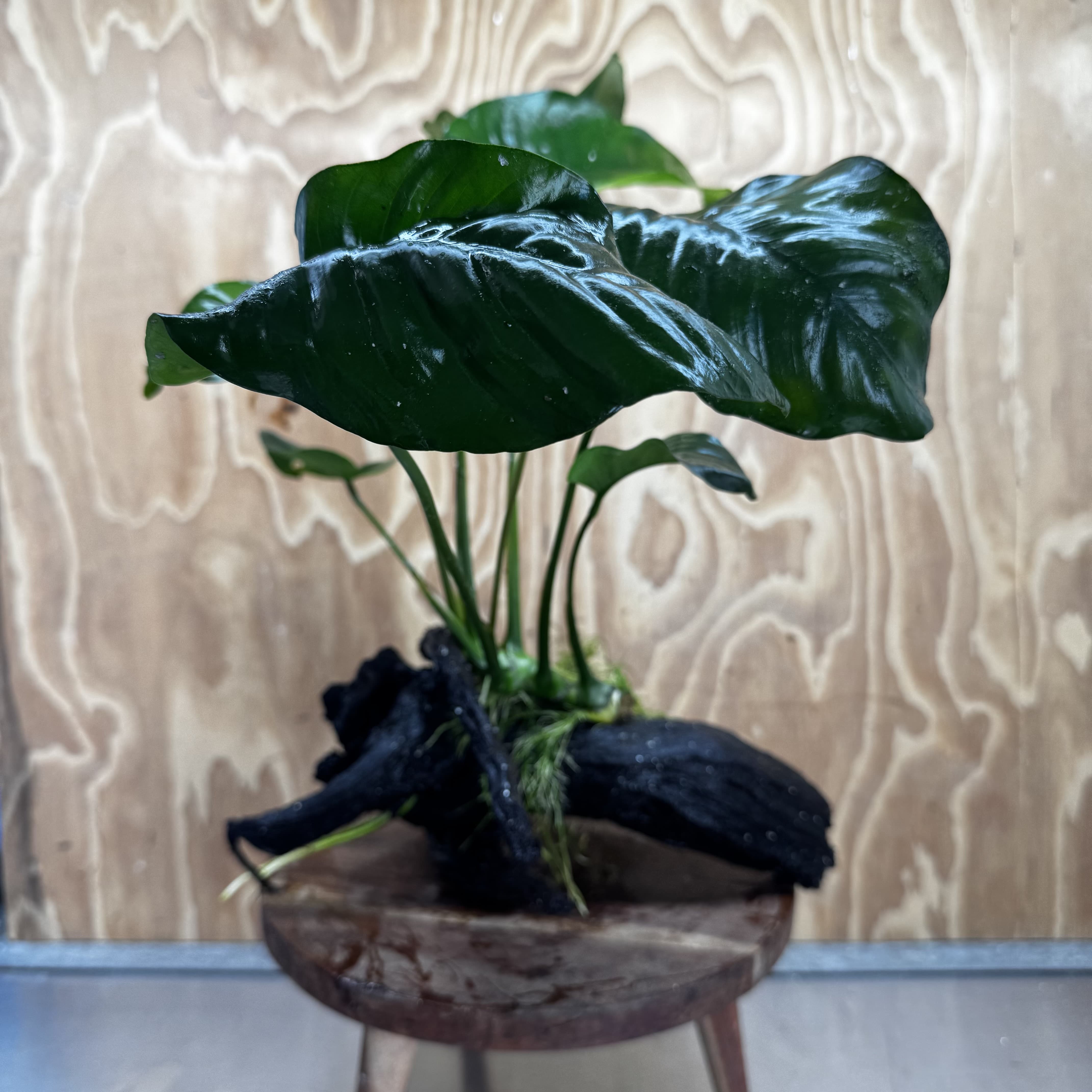 Pisces Enterprises Driftwood Creation Anubias Barteri on Large Driftwood Creation Anubias Barteri on Large Driftwood Aquarium Plants Australia Scapeshop