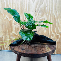 Pisces Enterprises Driftwood Creation Anubias Coffeefolia on Medium Driftwood Creation Anubias Coffeefolia on Medium Driftwood - Aquarium Plants