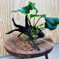 Pisces Enterprises Driftwood Creation Anubias Coffeefolia on Medium Driftwood Creation Anubias Coffeefolia on Medium Driftwood - Aquarium Plants