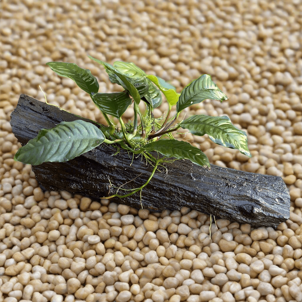 Pisces Enterprises Driftwood Creation Anubias Coffeefolia on Medium Driftwood Creation Anubias Coffeefolia on Medium Driftwood - Aquarium Plants