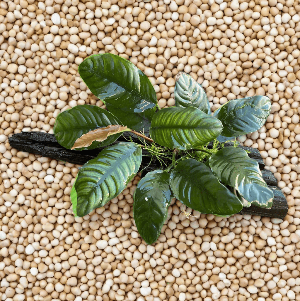 Pisces Enterprises Driftwood Creation Anubias Coffeefolia on Medium Driftwood Creation Anubias Coffeefolia on Medium Driftwood - Aquarium Plants