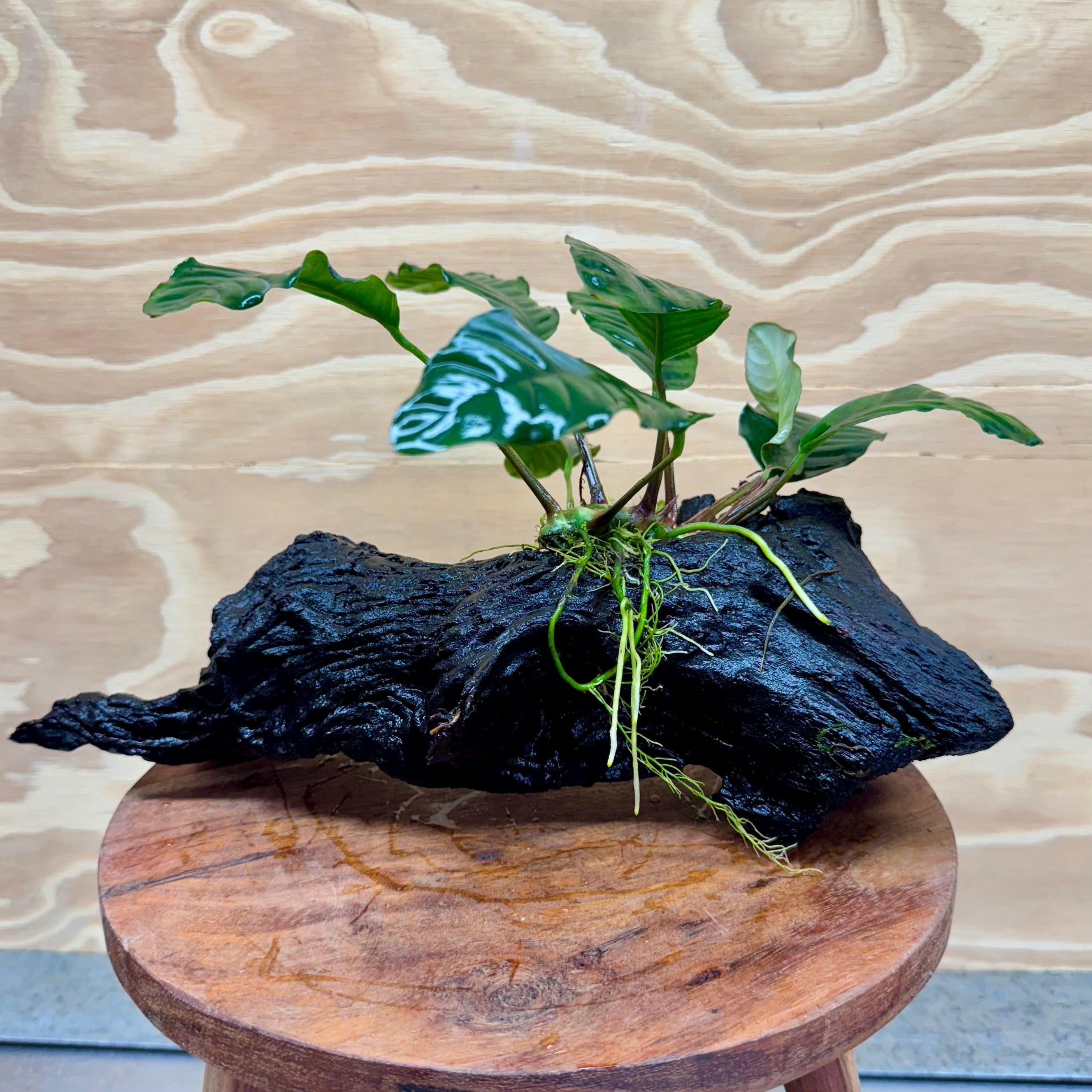 Pisces Enterprises Driftwood Creation Anubias Coffeefolia on Medium Driftwood Creation Anubias Coffeefolia on Medium Driftwood - Aquarium Plants