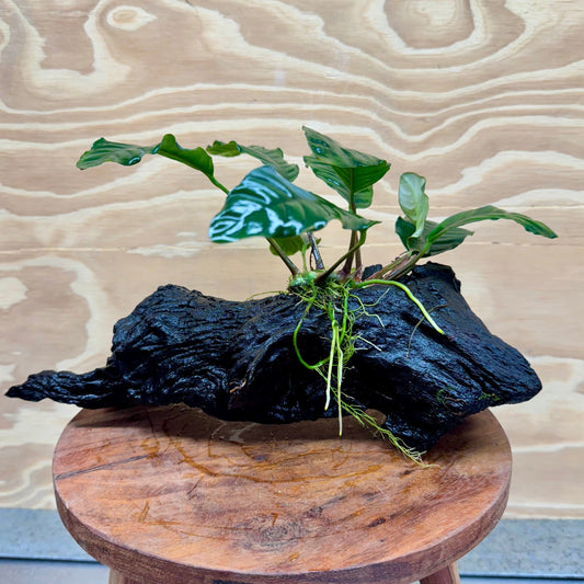 Pisces Enterprises Driftwood Creation Anubias Coffeefolia on Medium Driftwood Creation Anubias Coffeefolia on Medium Driftwood - Aquarium Plants