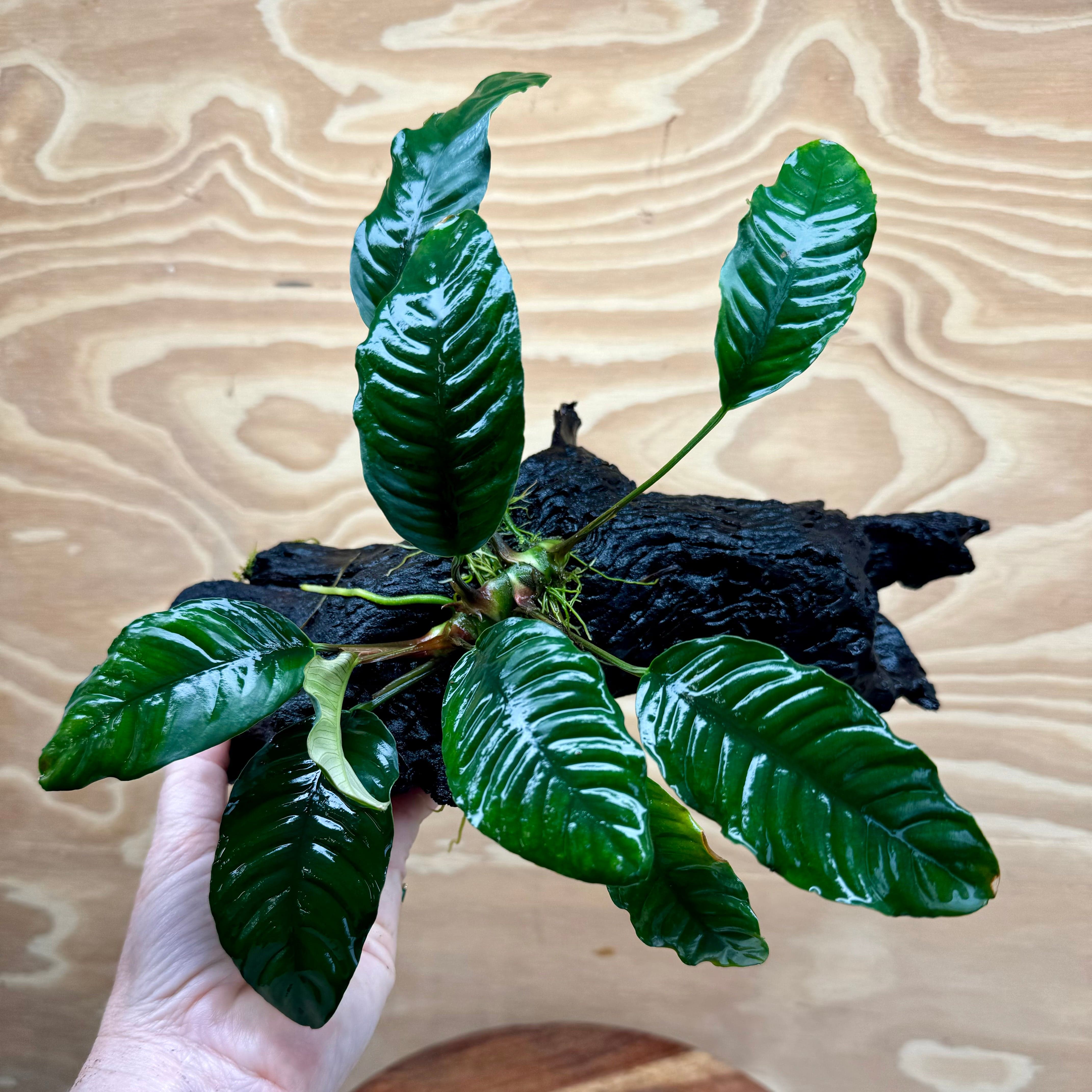 Pisces Enterprises Driftwood Creation Anubias Coffeefolia on Medium Driftwood Creation Anubias Coffeefolia on Medium Driftwood - Aquarium Plants