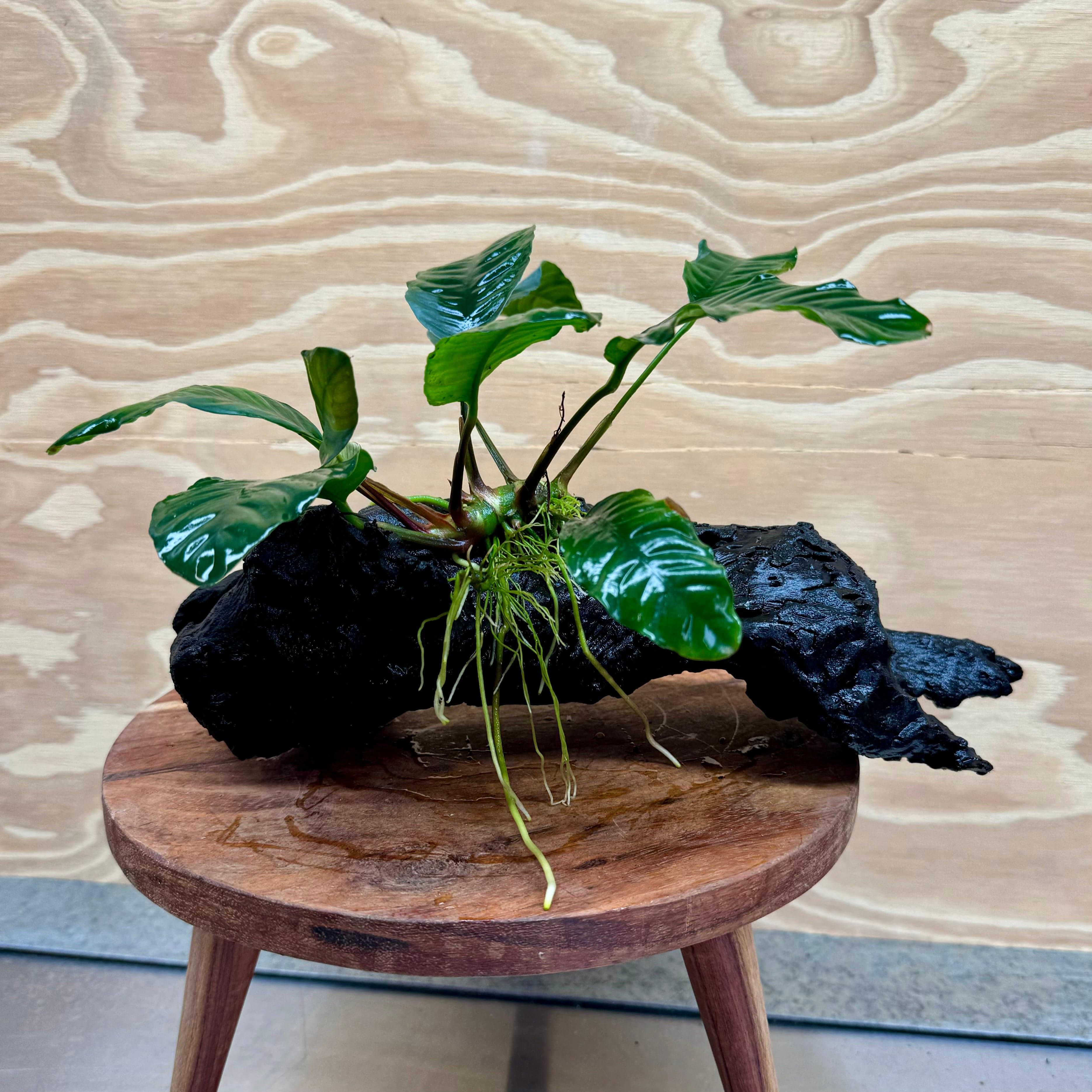 Pisces Enterprises Driftwood Creation Anubias Coffeefolia on Medium Driftwood Creation Anubias Coffeefolia on Medium Driftwood - Aquarium Plants