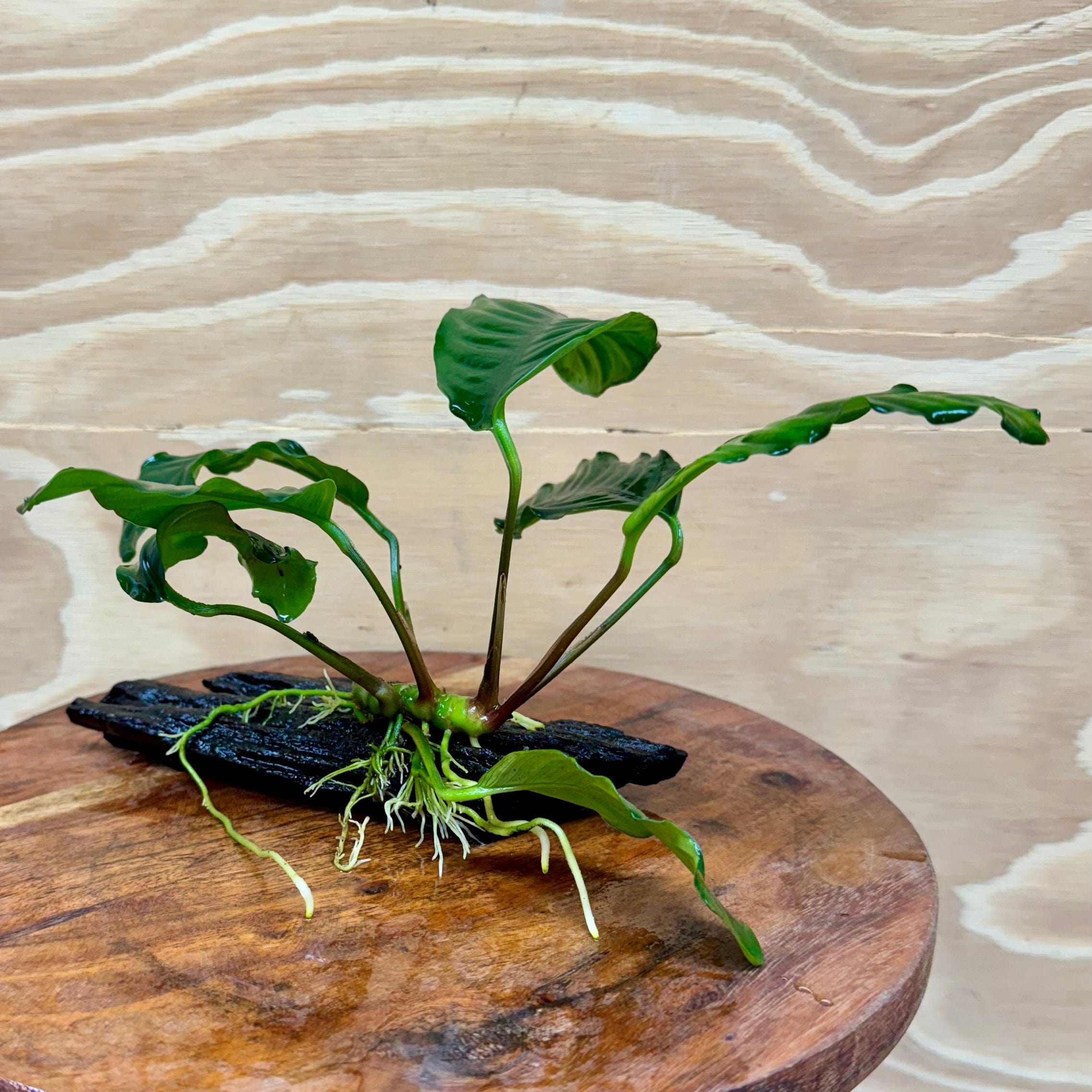 Pisces Enterprises Driftwood Creation Anubias Coffeefolia on Mini Driftwood Creation Anubias Coffeefolia on Mini Driftwood - Aquarium Plants