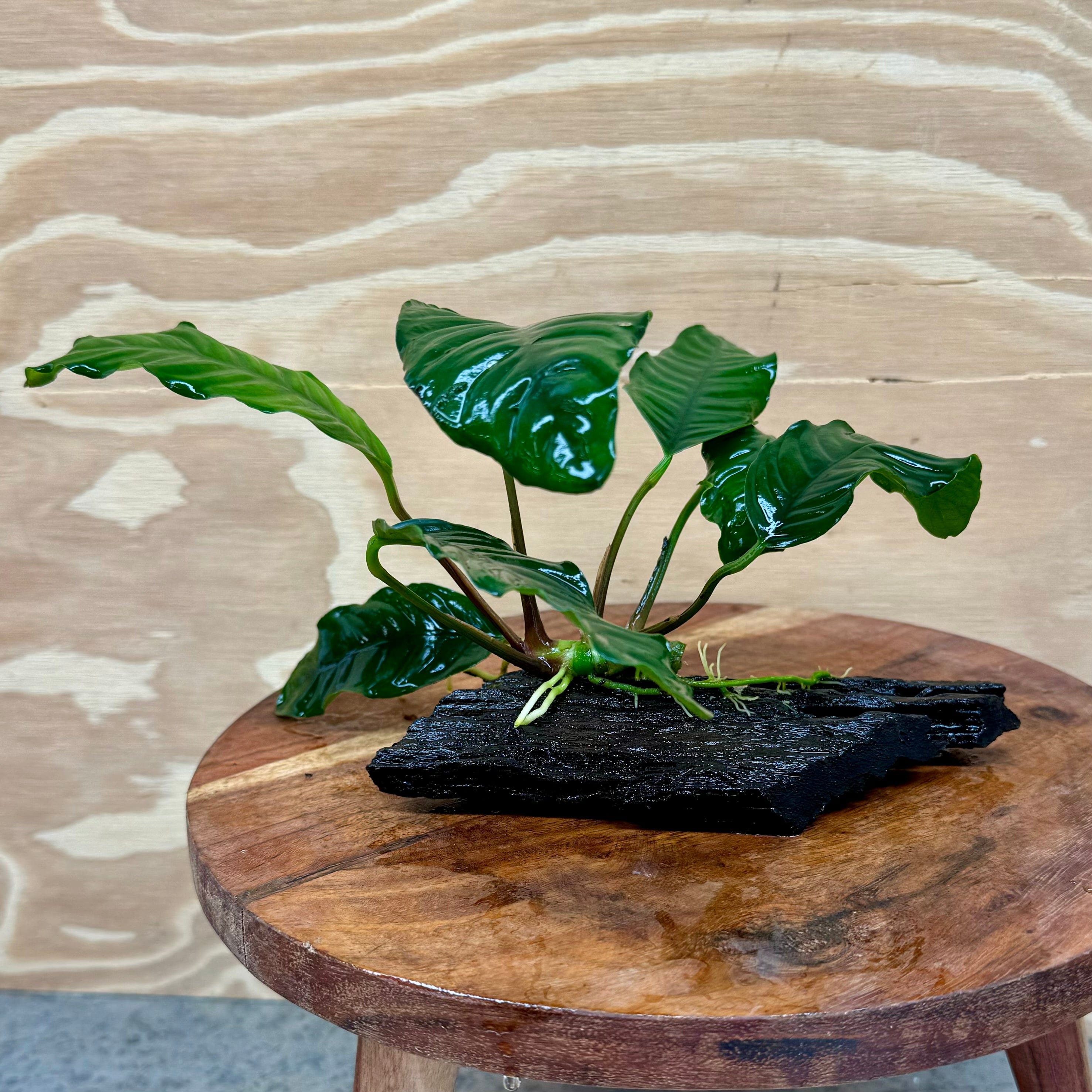 Pisces Enterprises Driftwood Creation Anubias Coffeefolia on Mini Driftwood Creation Anubias Coffeefolia on Mini Driftwood - Aquarium Plants