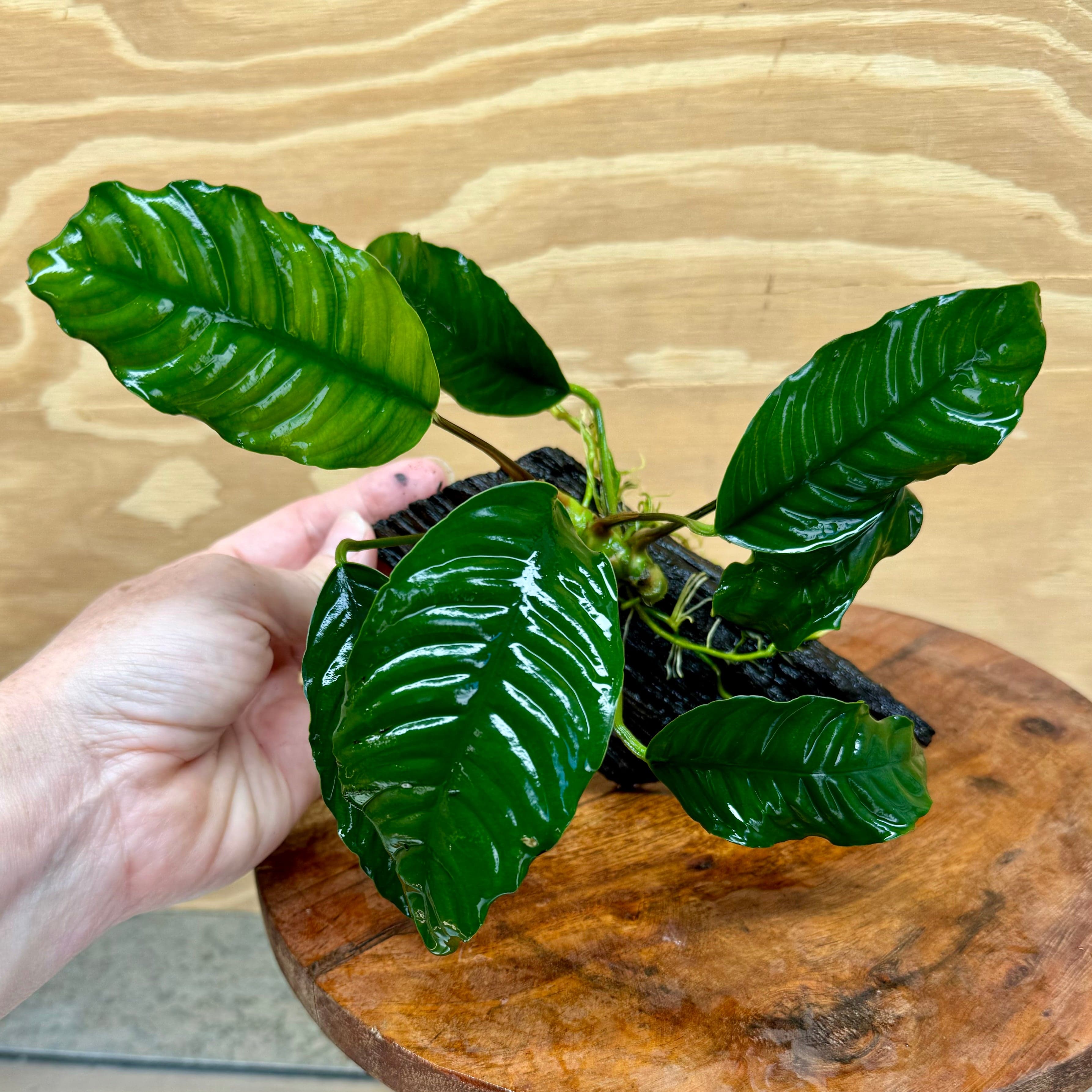 Pisces Enterprises Driftwood Creation Anubias Coffeefolia on Mini Driftwood Creation Anubias Coffeefolia on Mini Driftwood - Aquarium Plants