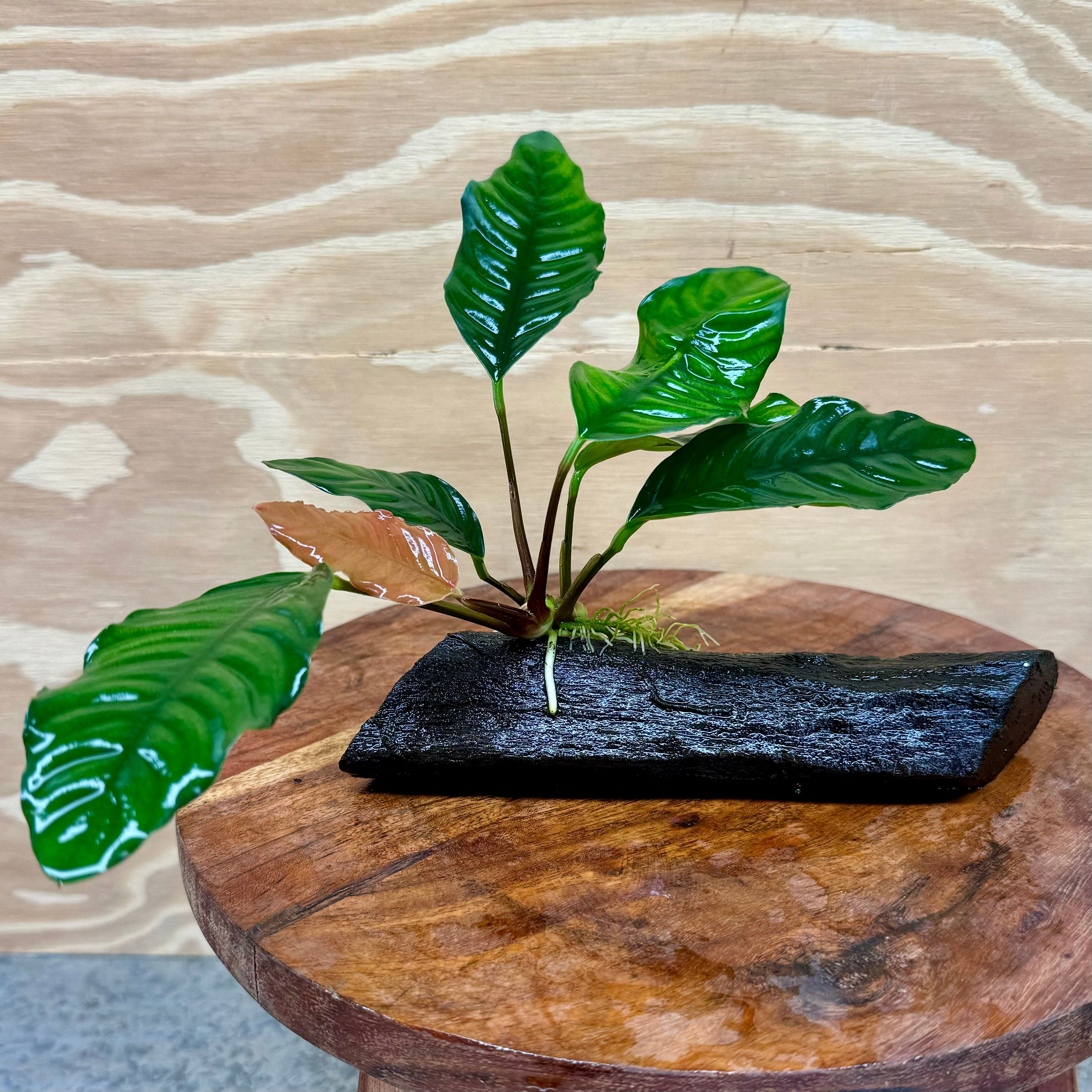 Pisces Enterprises Driftwood Creation Anubias Coffeefolia on Mini Driftwood Creation Anubias Coffeefolia on Mini Driftwood - Aquarium Plants