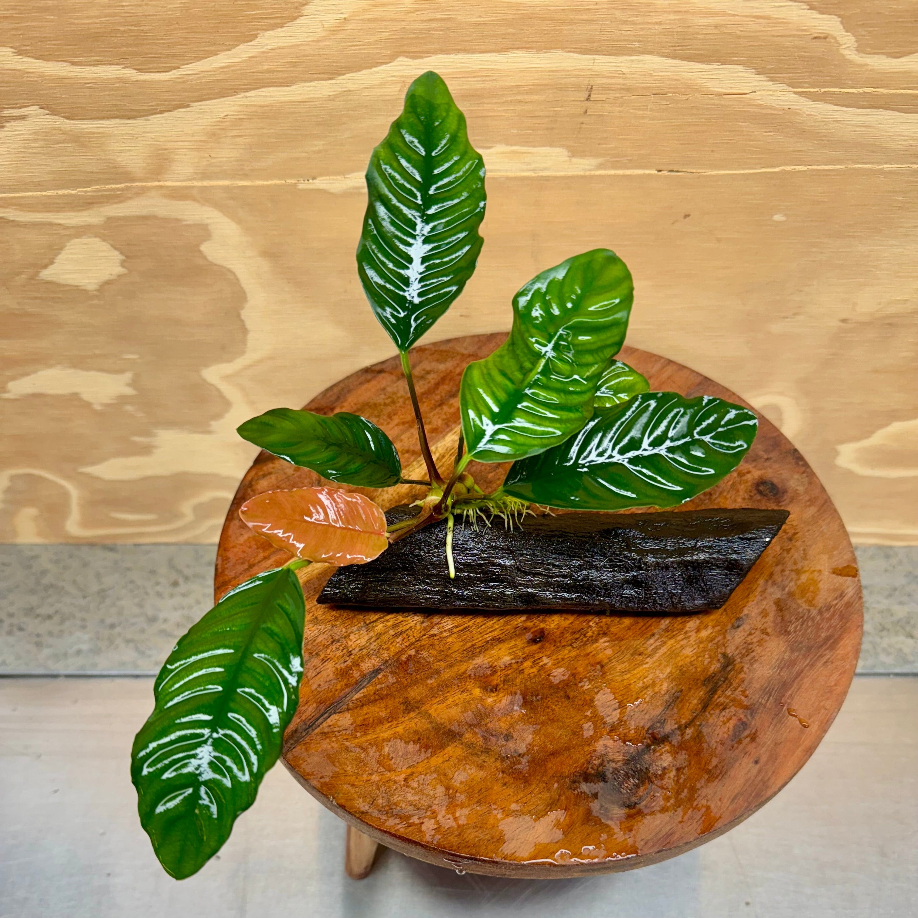 Pisces Enterprises Driftwood Creation Anubias Coffeefolia on Mini Driftwood Creation Anubias Coffeefolia on Mini Driftwood - Aquarium Plants