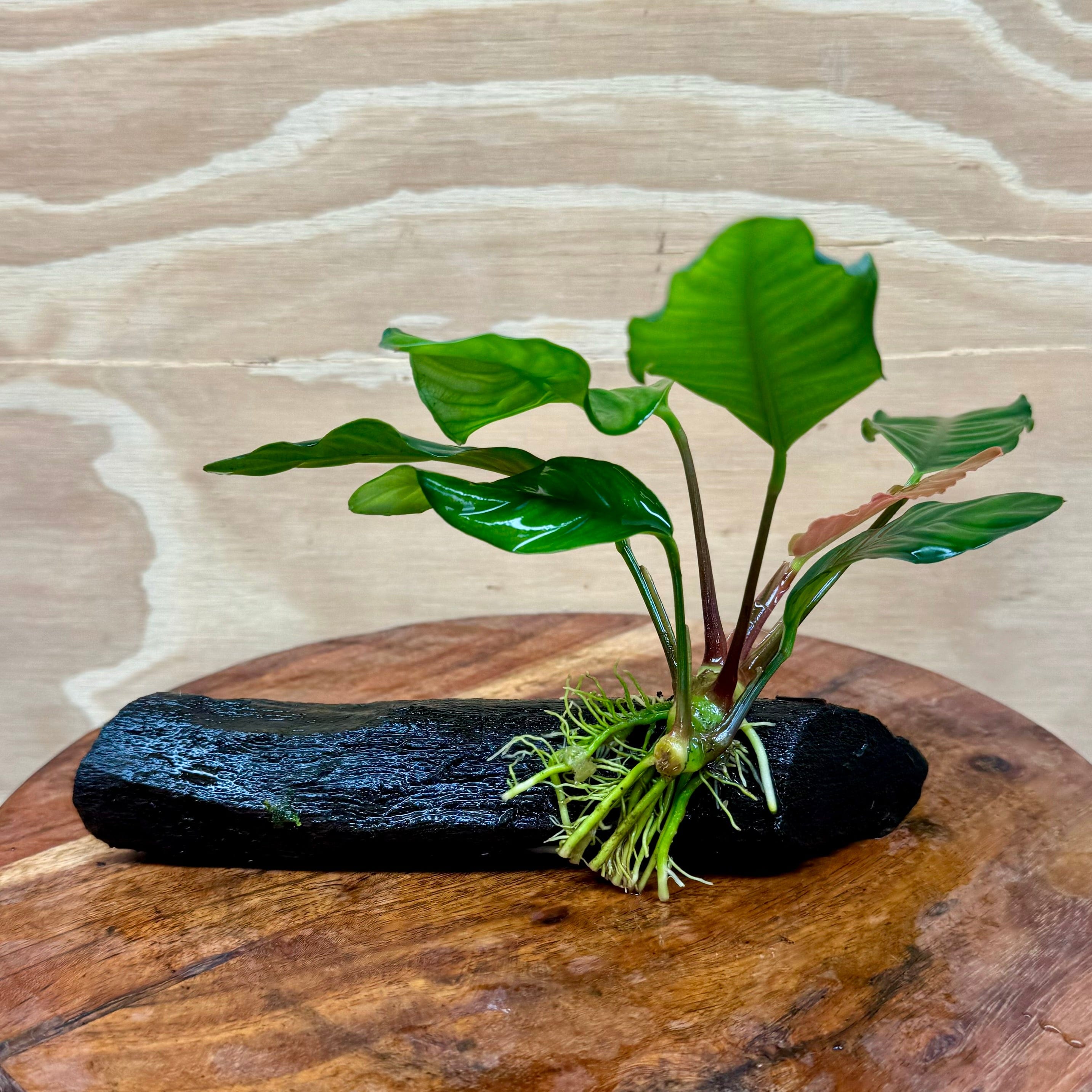 Pisces Enterprises Driftwood Creation Anubias Coffeefolia on Mini Driftwood Creation Anubias Coffeefolia on Mini Driftwood - Aquarium Plants