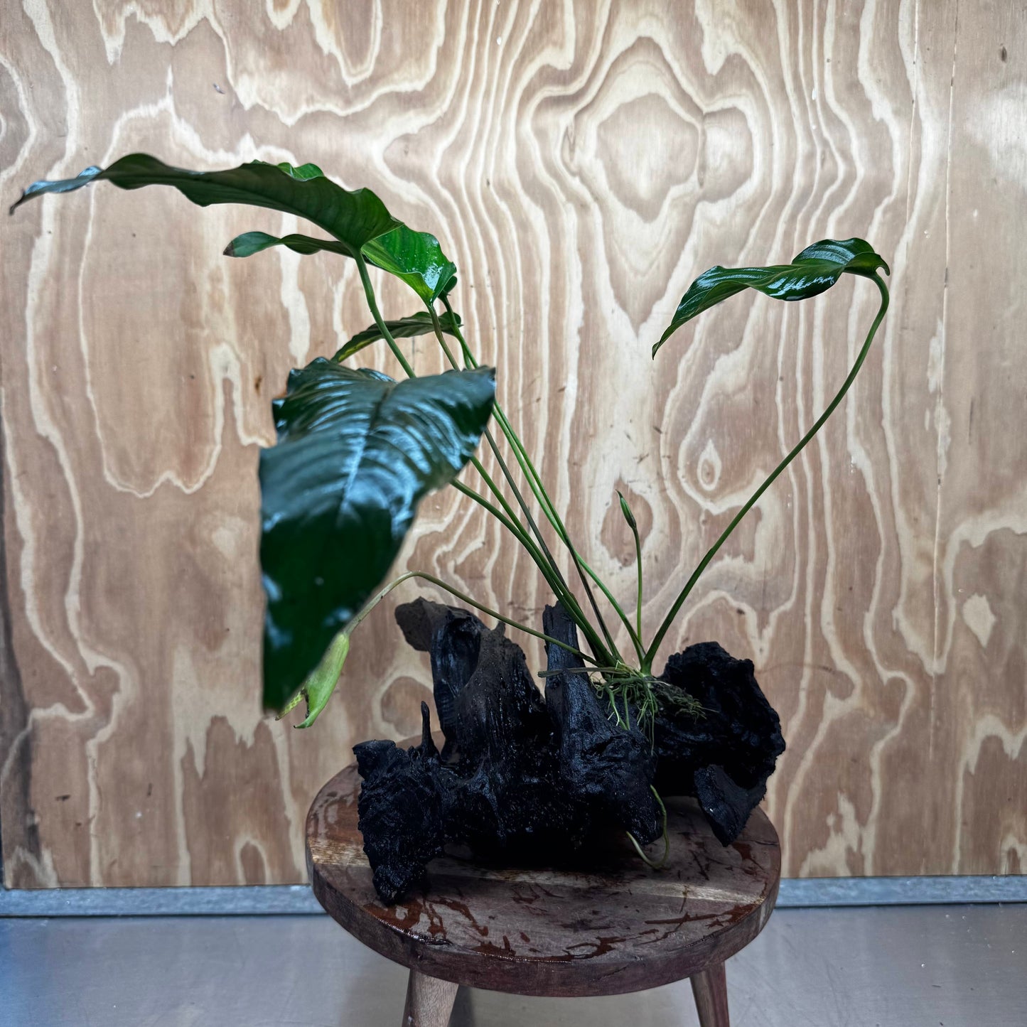 Pisces Enterprises Driftwood Creation Anubias Emerald Heart on Large Driftwood Creation Anubias Emerald Heart on Large Driftwood - Aquarium Plants