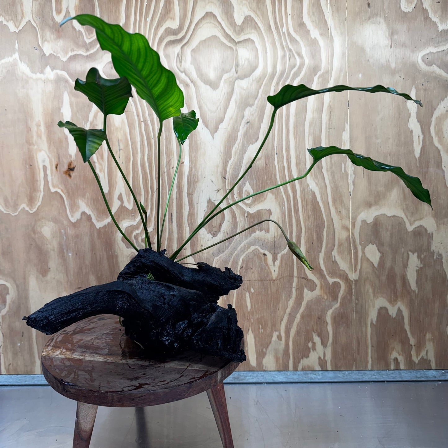 Pisces Enterprises Driftwood Creation Anubias Emerald Heart on Large Driftwood Creation Anubias Emerald Heart on Large Driftwood - Aquarium Plants