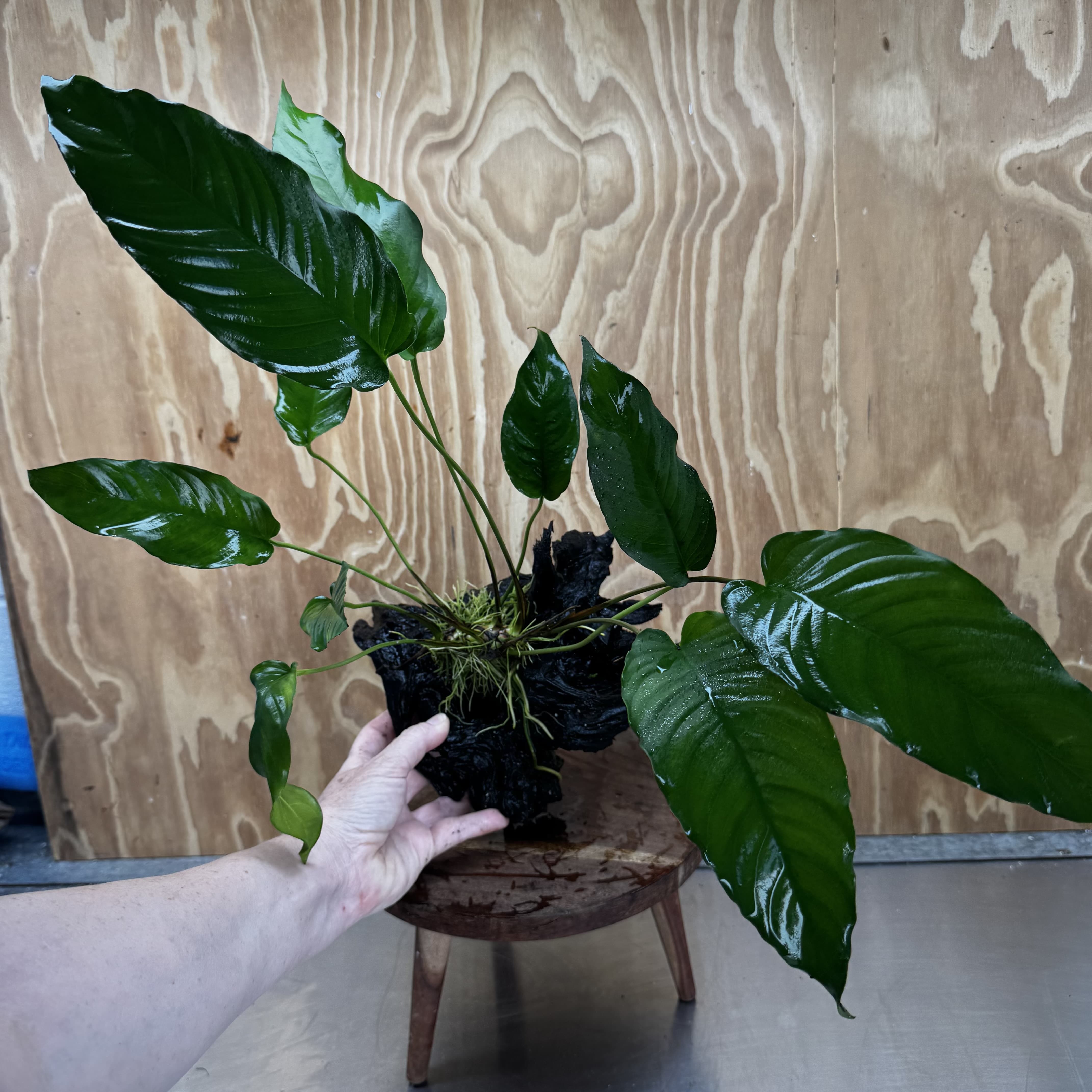 Pisces Enterprises Driftwood Creation Anubias Emerald Heart on Large Driftwood Creation Anubias Emerald Heart on Large Driftwood - Aquarium Plants