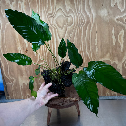 Pisces Enterprises Driftwood Creation Anubias Emerald Heart on Large Driftwood Creation Anubias Emerald Heart on Large Driftwood - Aquarium Plants