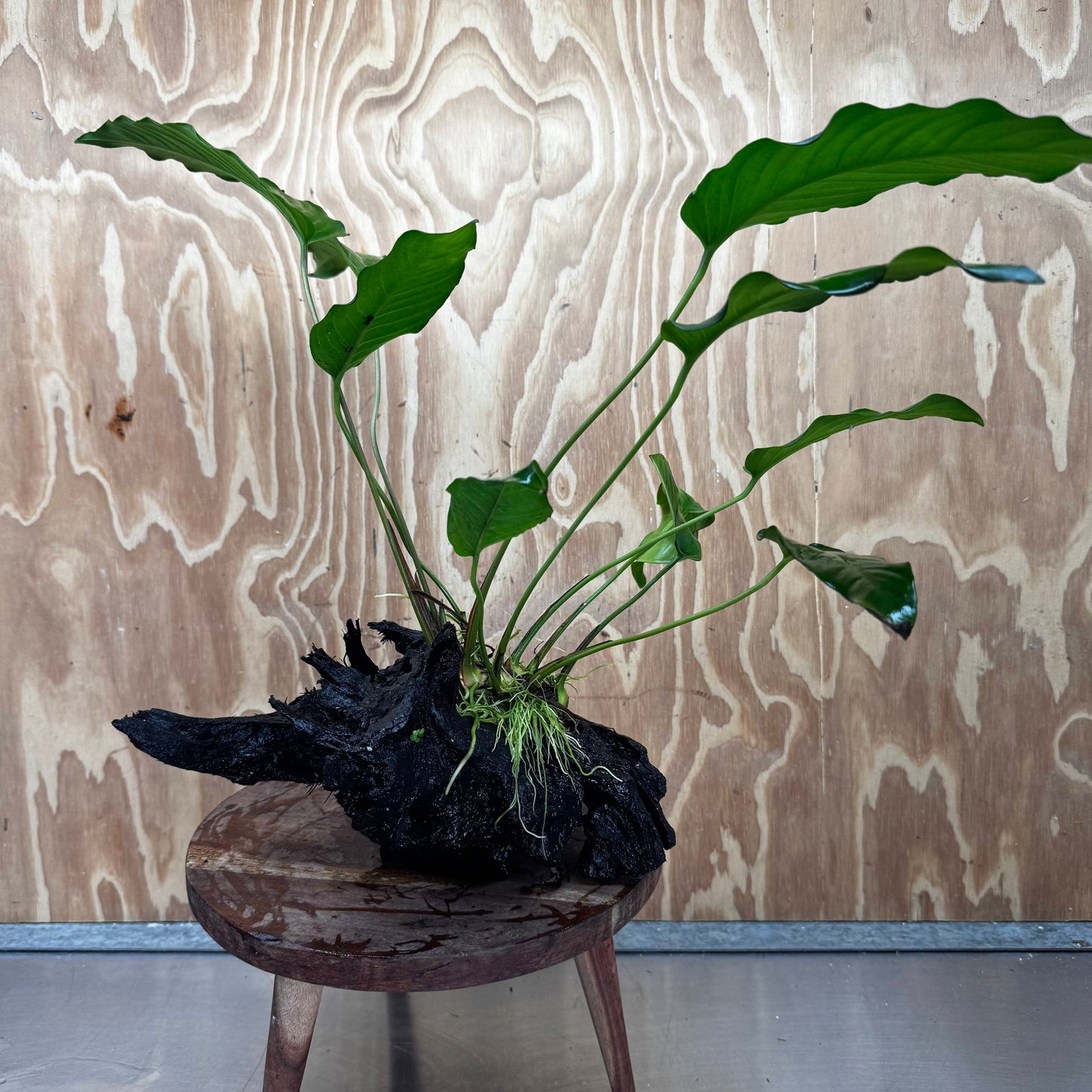 Pisces Enterprises Driftwood Creation Anubias Emerald Heart on Large Driftwood Creation Anubias Emerald Heart on Large Driftwood - Aquarium Plants
