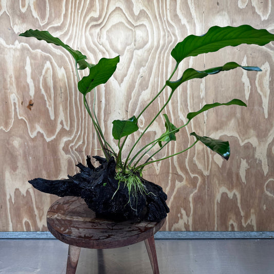 Pisces Enterprises Driftwood Creation Anubias Emerald Heart on Large Driftwood Creation Anubias Emerald Heart on Large Driftwood - Aquarium Plants