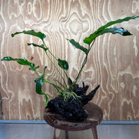 Pisces Enterprises Driftwood Creation Anubias Emerald Heart on Large Driftwood Creation Anubias Emerald Heart on Large Driftwood - Aquarium Plants