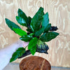 Pisces Enterprises Driftwood Creation Anubias 'Isabelle' on Medium Driftwood Creation Anubias Isabelle on Medium Driftwood Aquarium Plants
